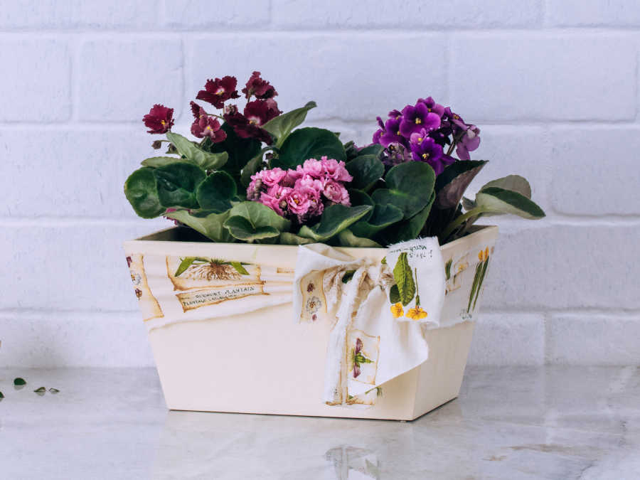Caixa de Violetas Coloridas em Cachepô Para Entrega