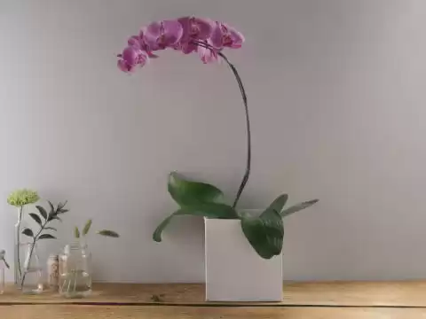 Orquídea Phalaenópsis Branca Plantada | Flores Online