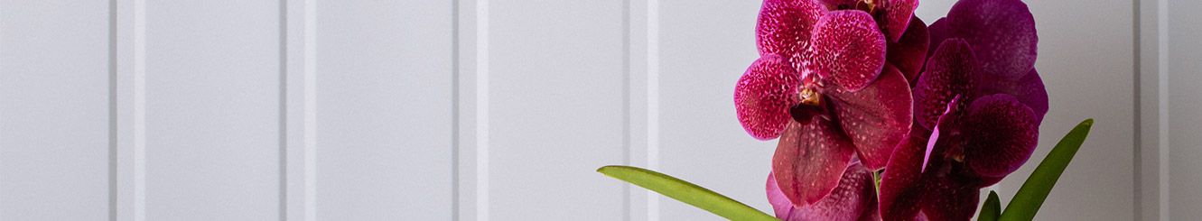 Orquídea Branca. Orquídea Branca.