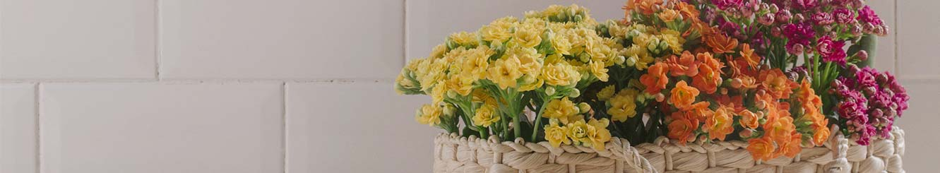 Kalanchoe: Buquês e Arranjos para Entrega. Kalanchoe: Buquês e Arranjos para Entrega.