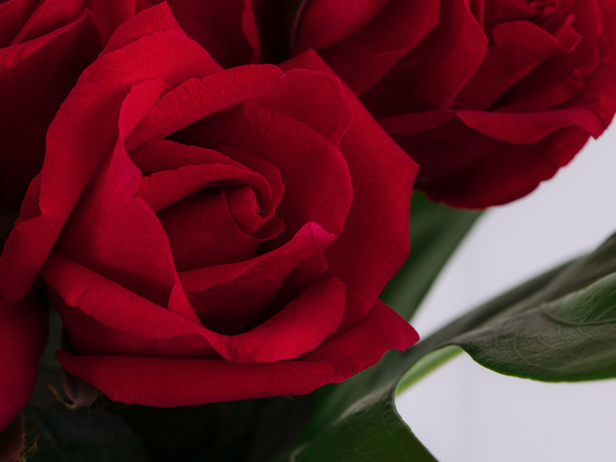 Love Is in The Air Arranjo de 5 Rosas Vermelhas em Vaso com Quadro LOVE