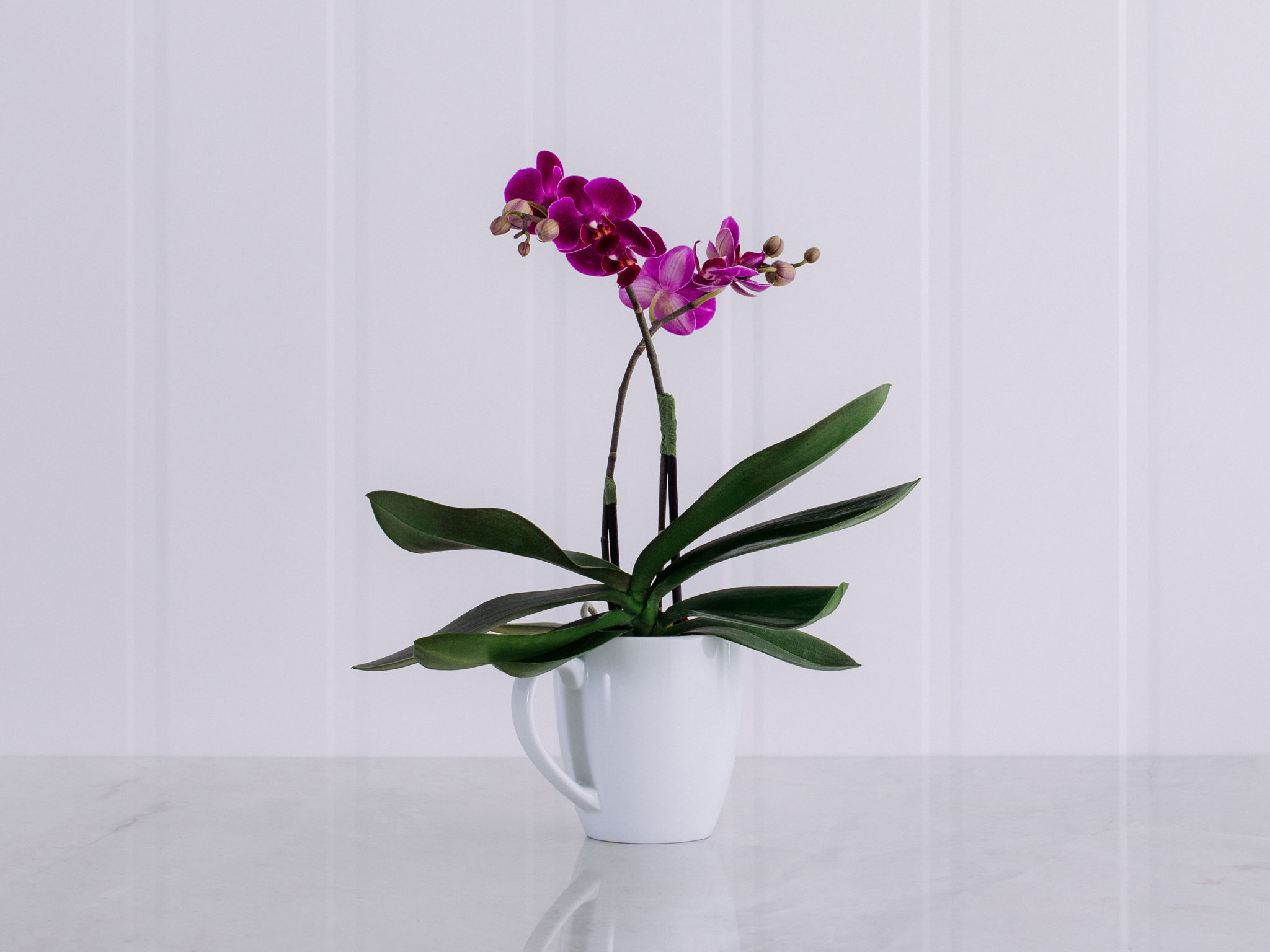 Estar com você - Pink Orquídea Phalaenópsis Pink em uma Caneca de Cerâmica