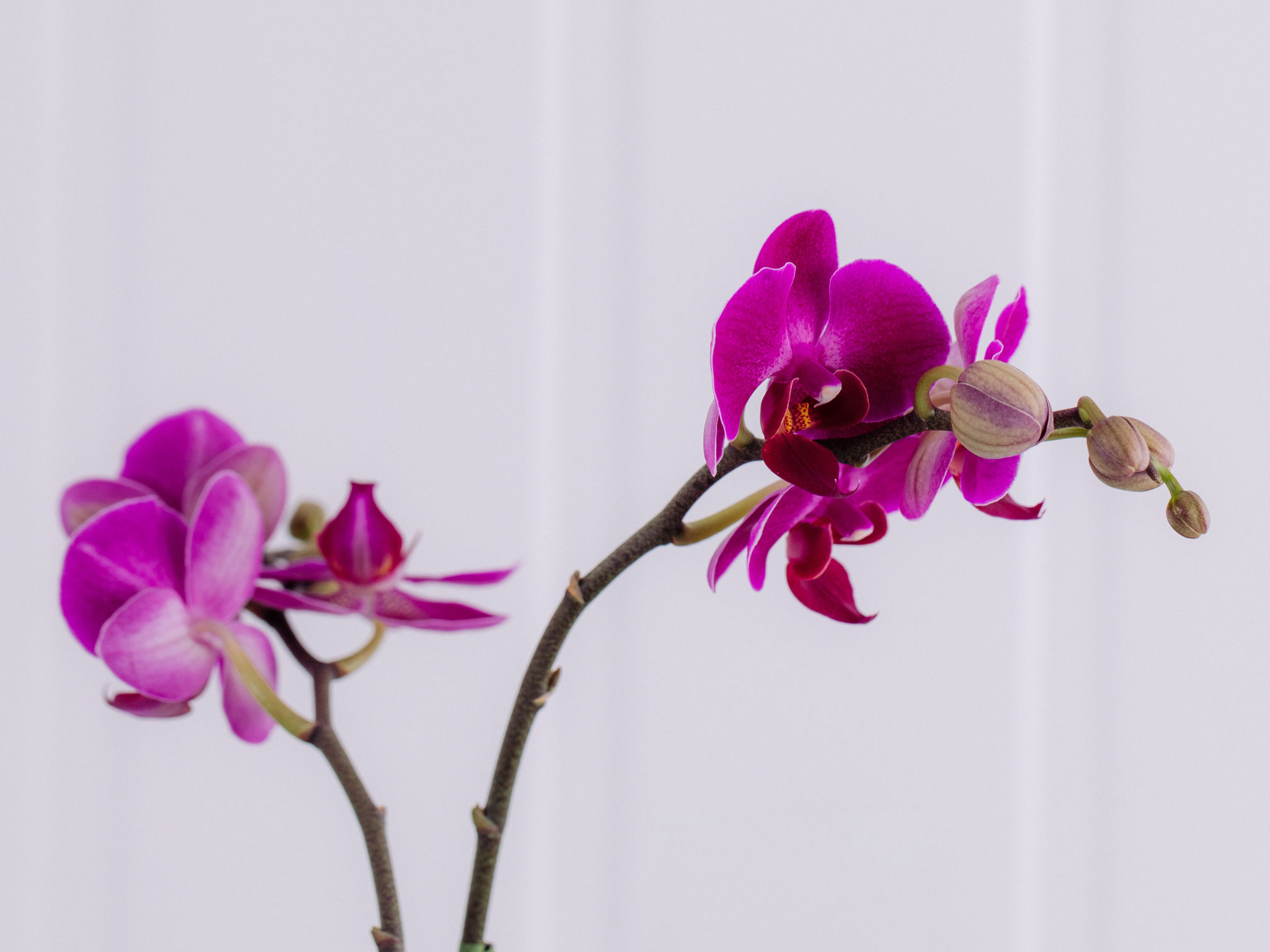 Estar com você - Pink Orquídea Phalaenópsis Pink em uma Caneca de Cerâmica