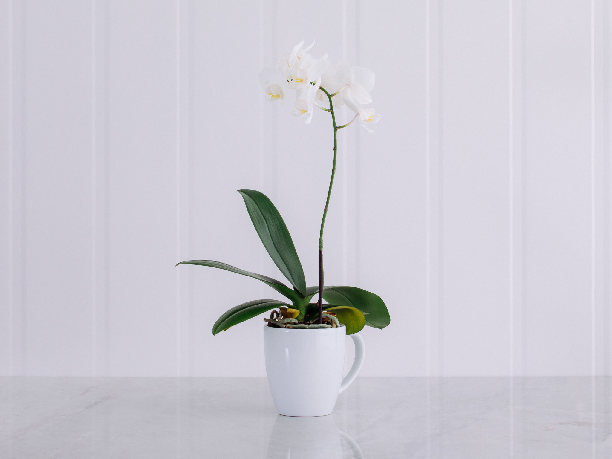 Estar com você - Branco Orquídea Phalaenópsis Plantada Branca em Caneca de Cerâmica