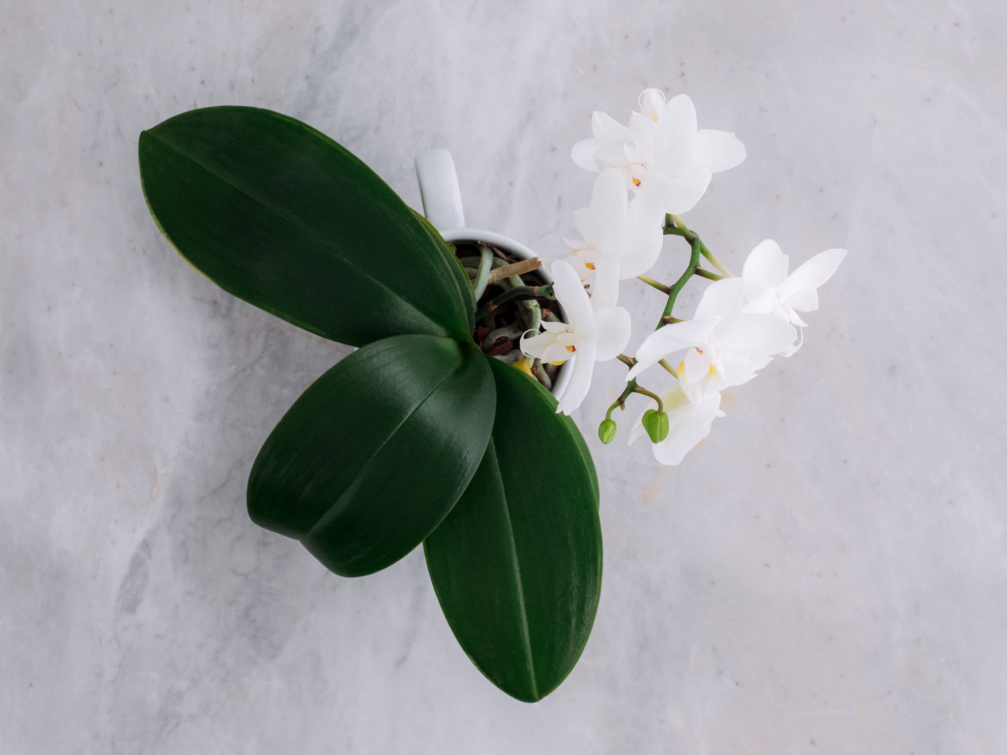 Estar com você - Branco Orquídea Phalaenópsis Plantada Branca em Caneca de Cerâmica
