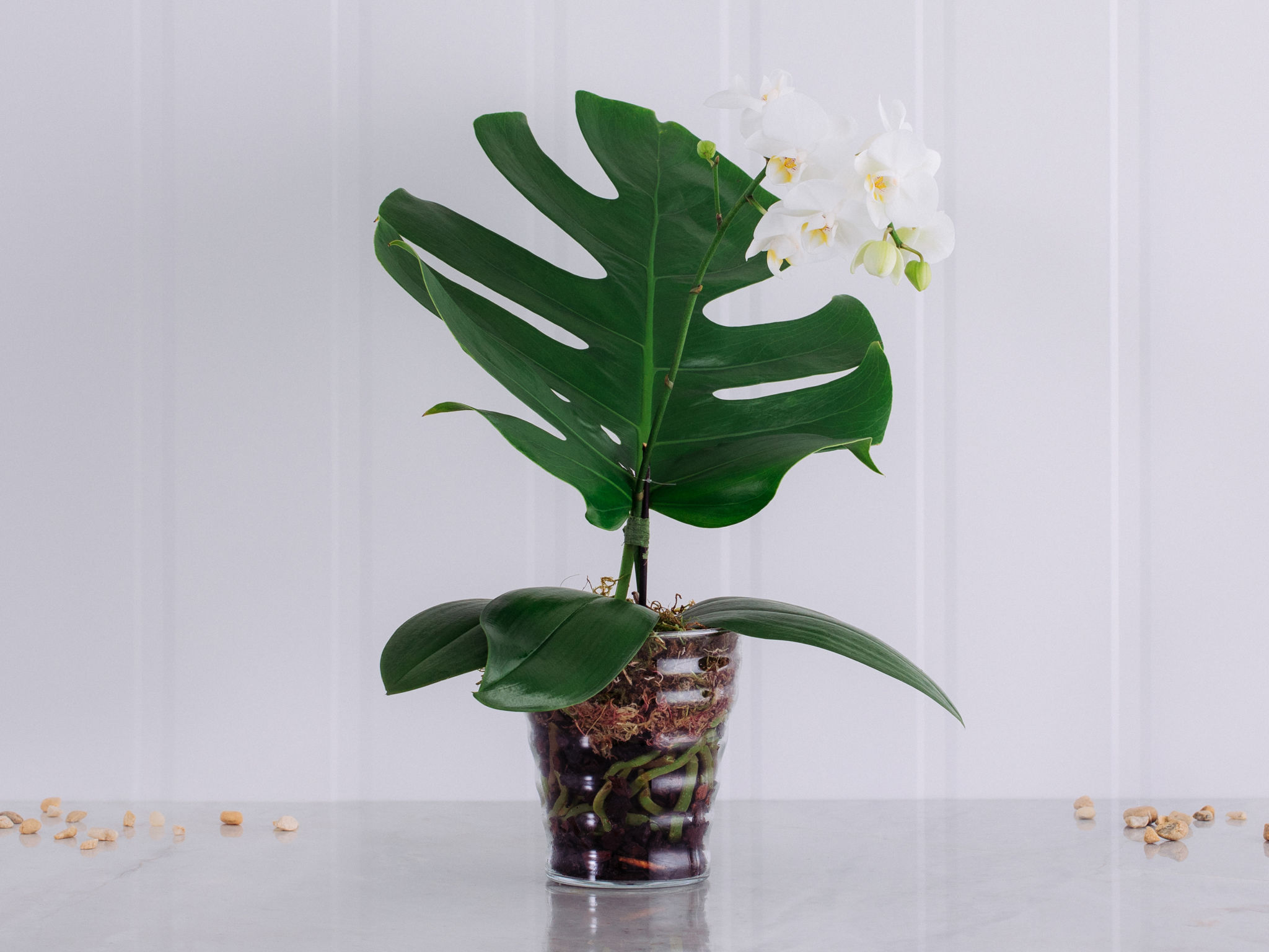 Monsteranopsis Orquídea Phalaenópsis Branca em Vaso com Folha de Monstera