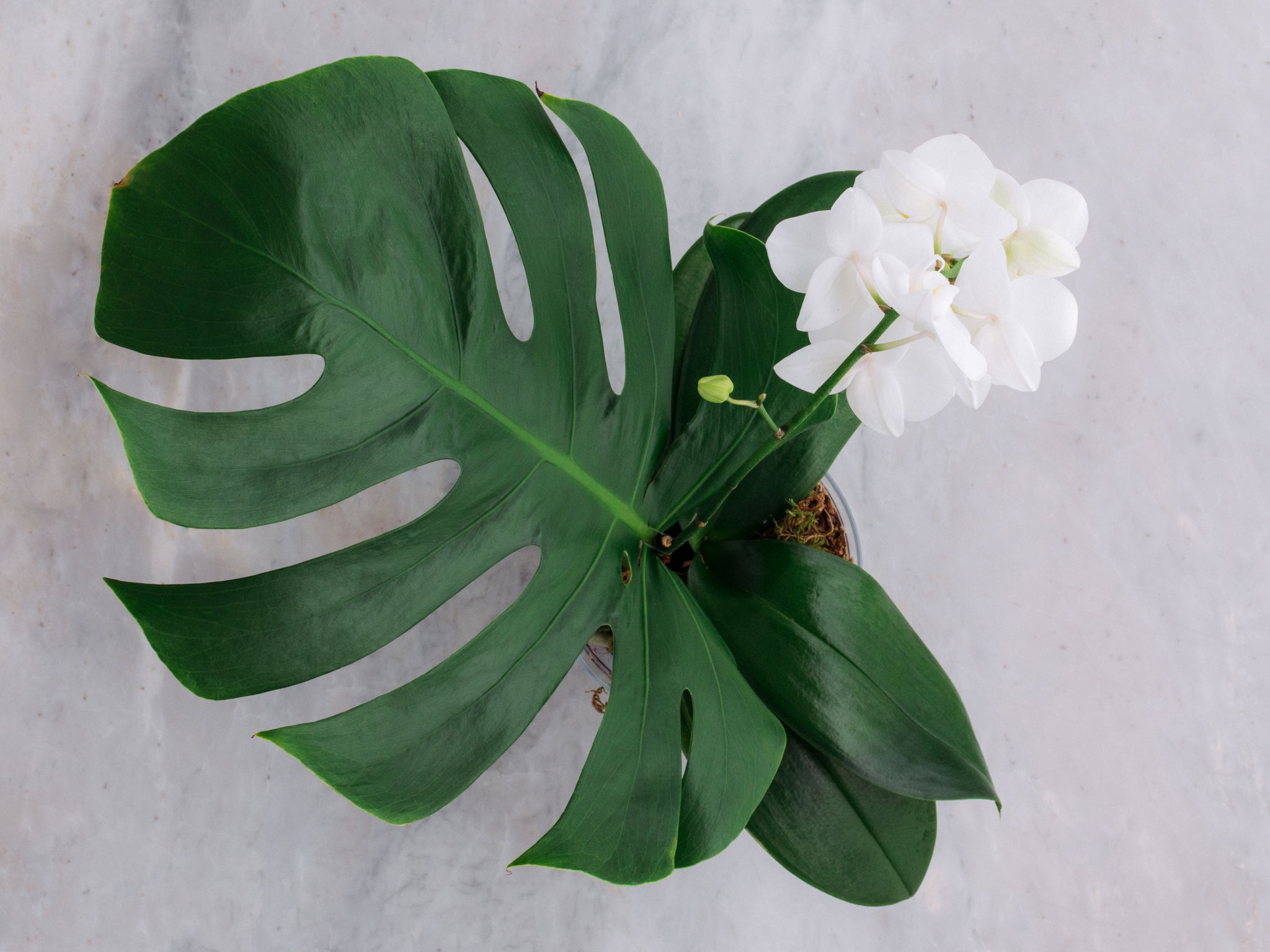 Monsteranopsis Orquídea Phalaenópsis Branca em Vaso com Folha de Monstera