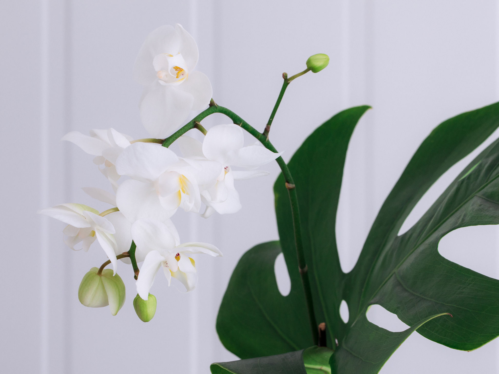 Orquídea Phalaenópsis Branca em Vaso com Folha de Monstera