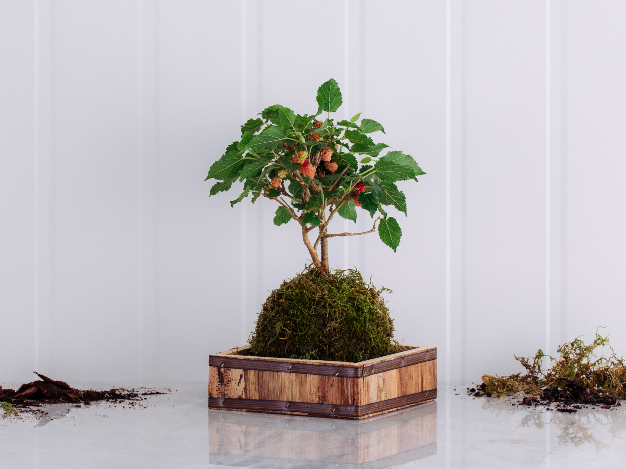 Kokedama de Bonsai de Amora em Caixa de Madeira