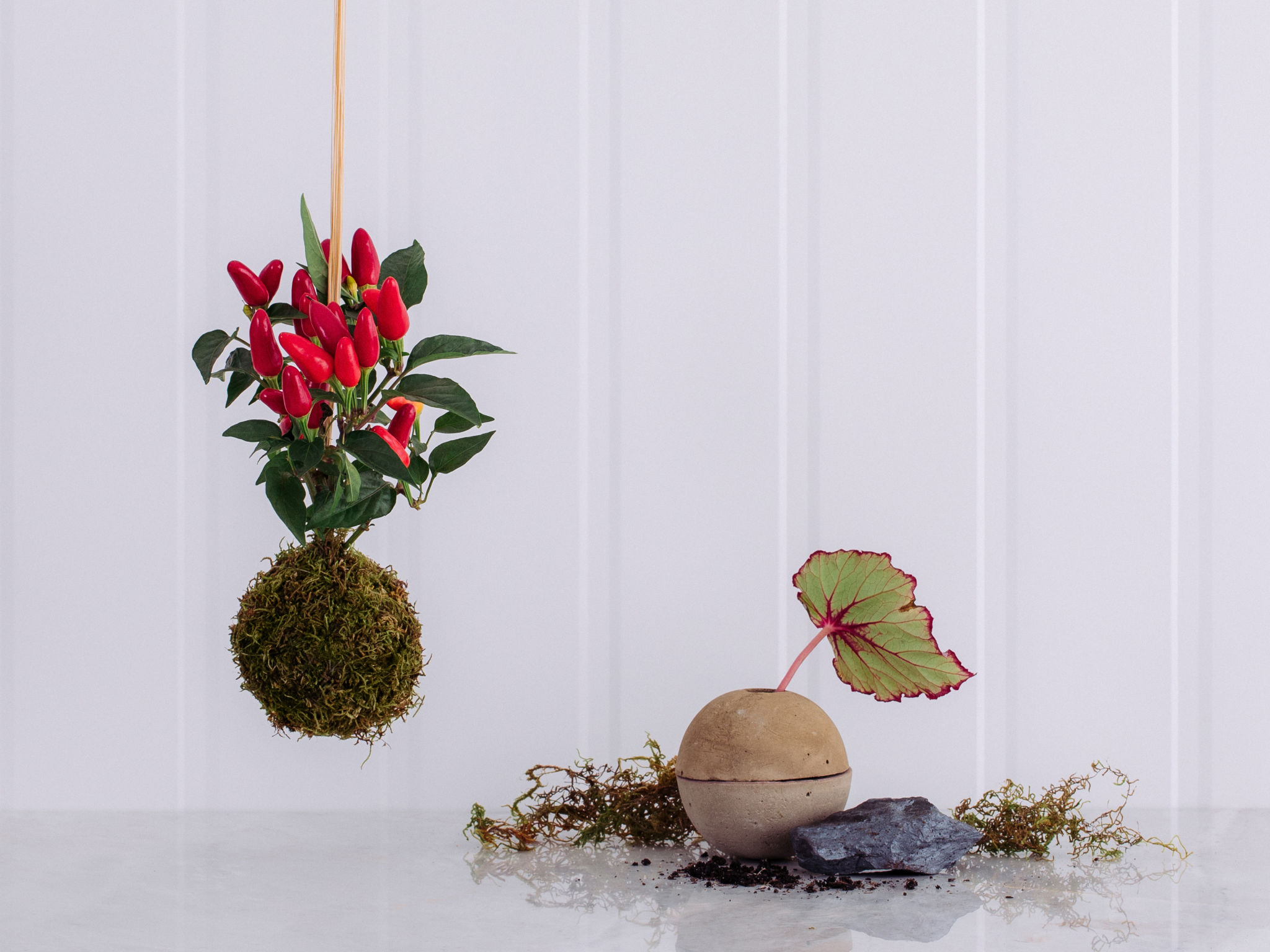 Kokedama - Pimenta Kokedama - Pimenta
