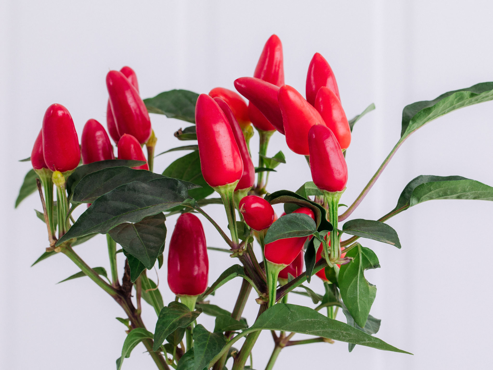 Kokedama - Pimenta Kokedama - Pimenta