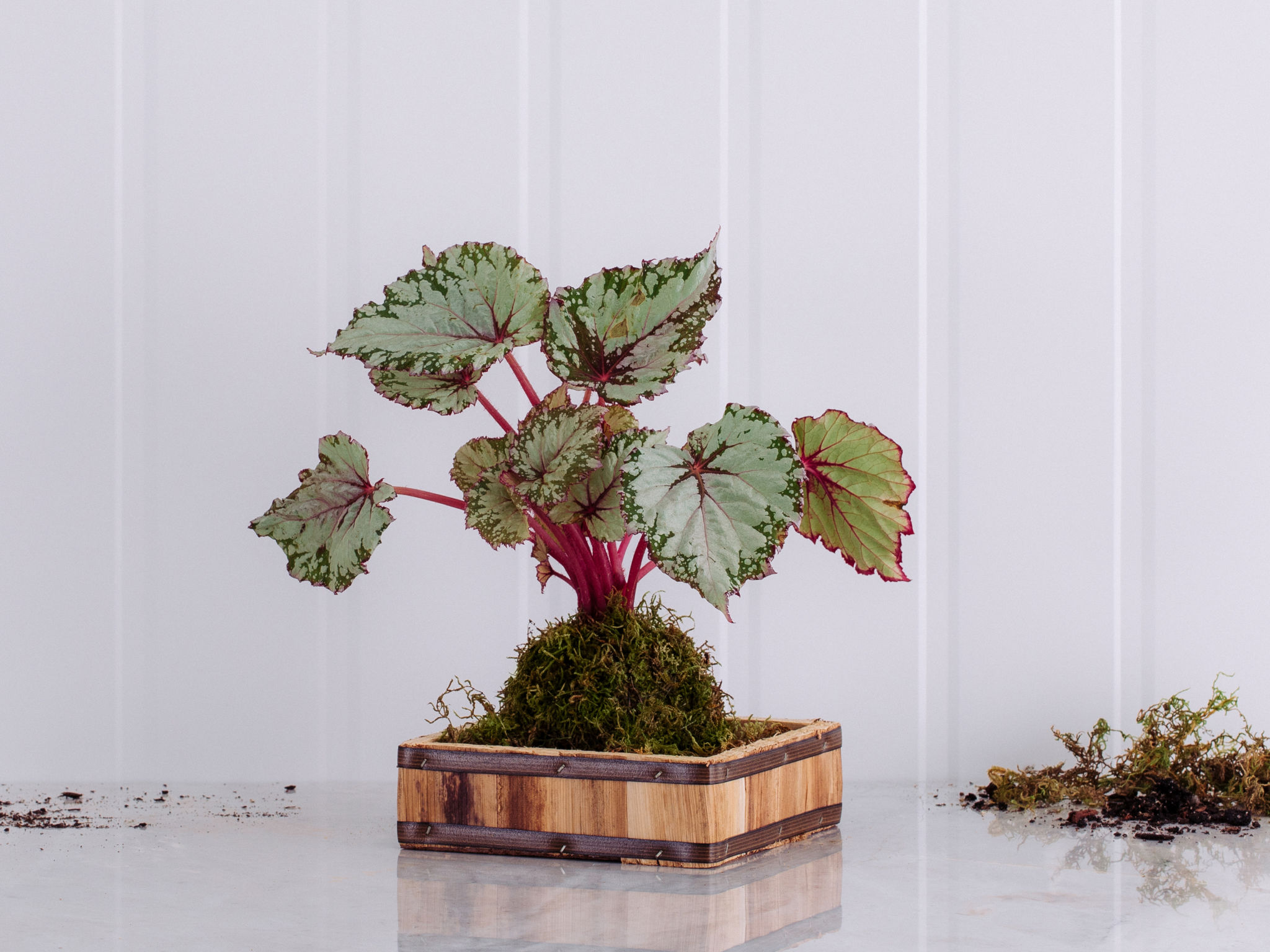 Kokedama - Beleaf Kokedama - Beleaf