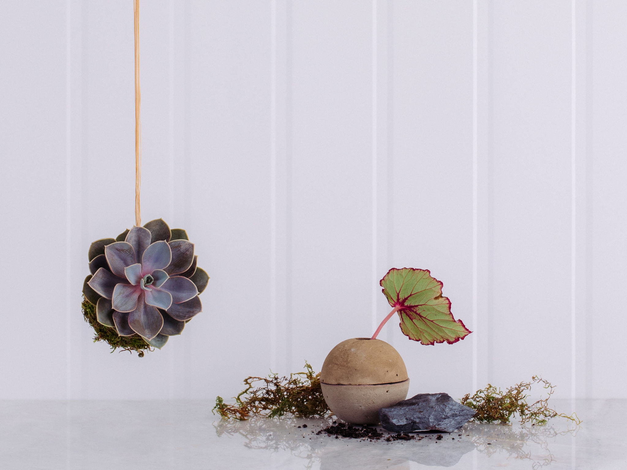 Kokedama Suculenta Rosa-de-Pedra em Caixa de Madeira