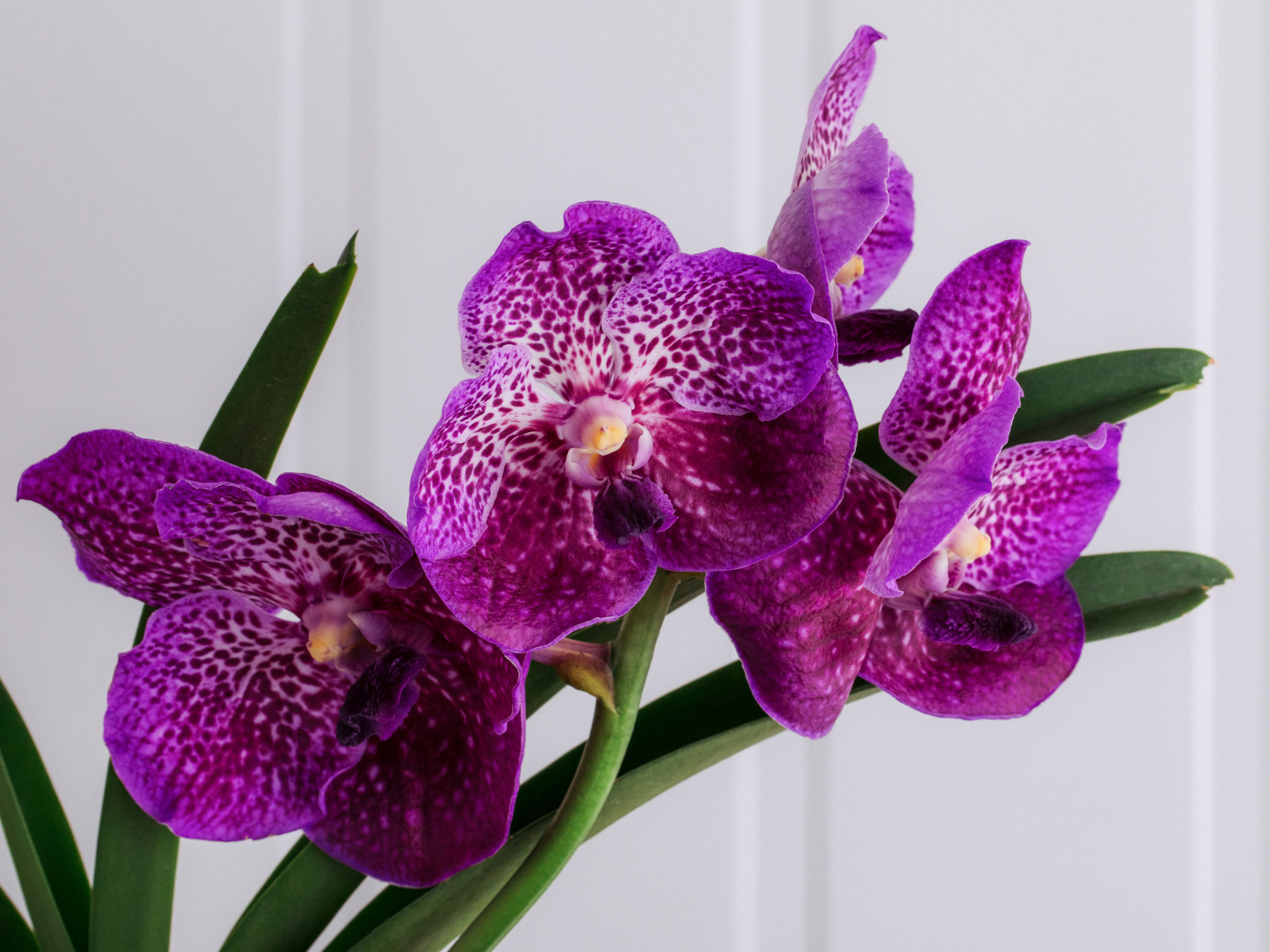 Supremo - Pink Orquídea Vanda Pink em Vaso Para Entrega