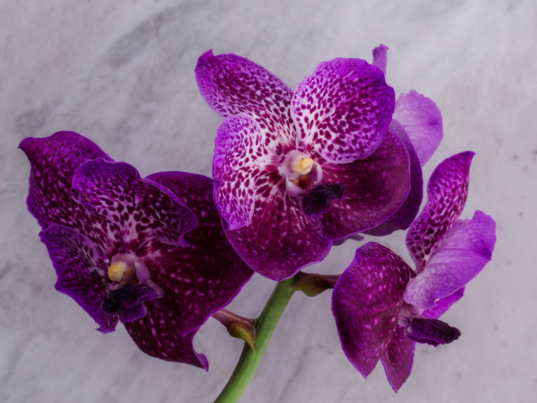 Supremo - Pink Orquídea Vanda Pink em Vaso Para Entrega
