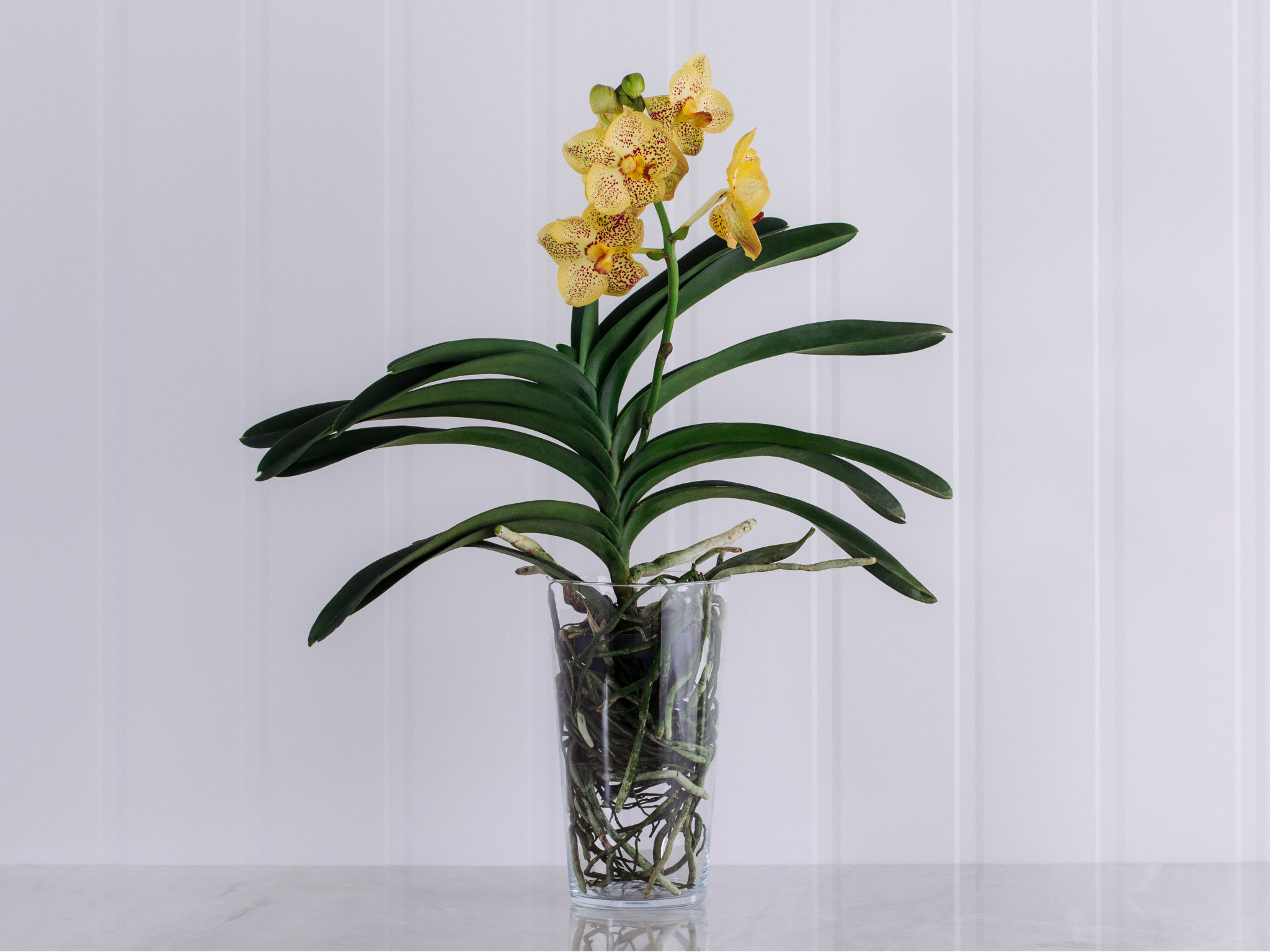 Orquídea Vanda Amarela em Vaso Para Entrega
