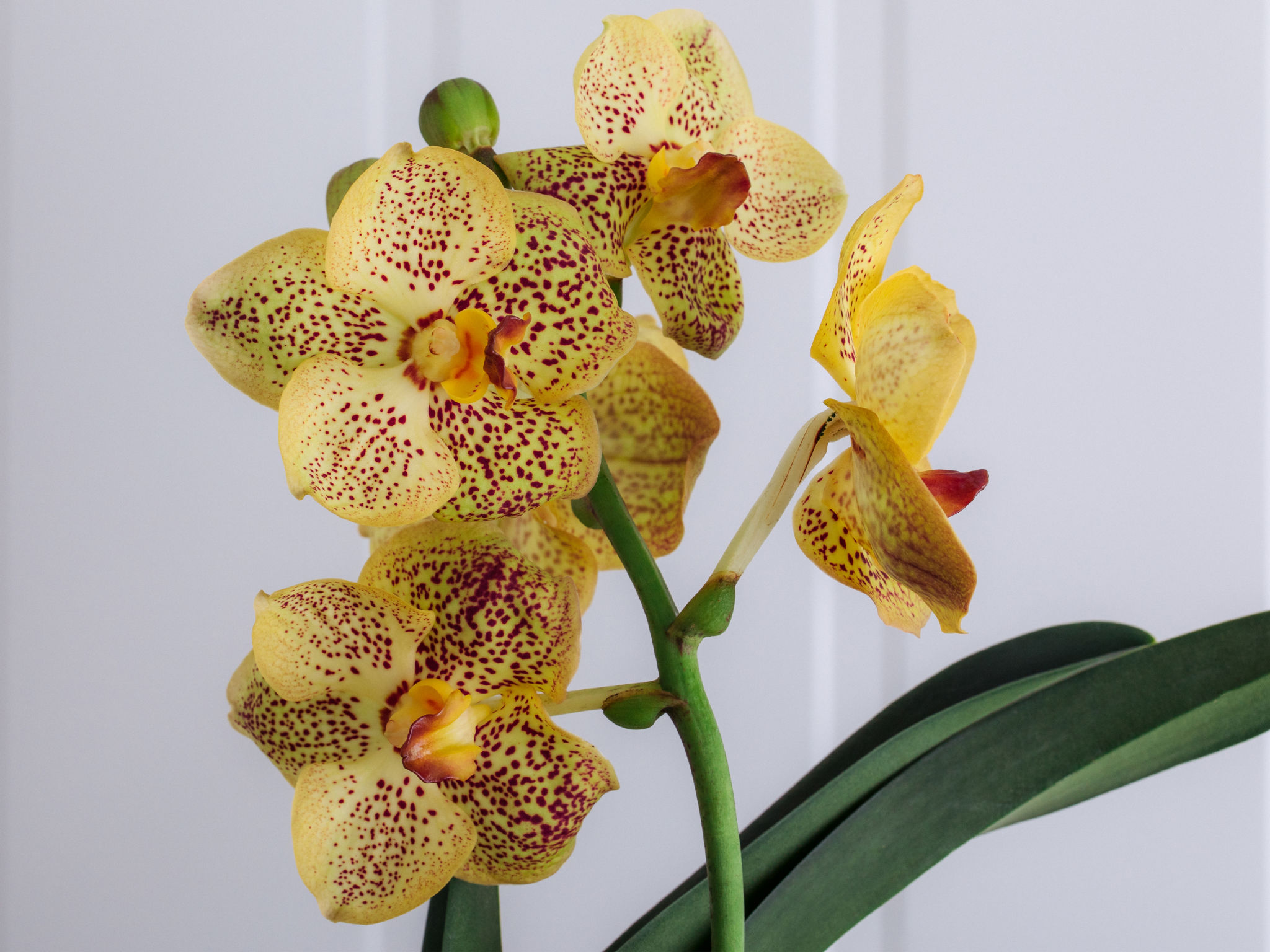 Supremo - Amarelo Orquídea Vanda Amarela em Vaso Para Entrega