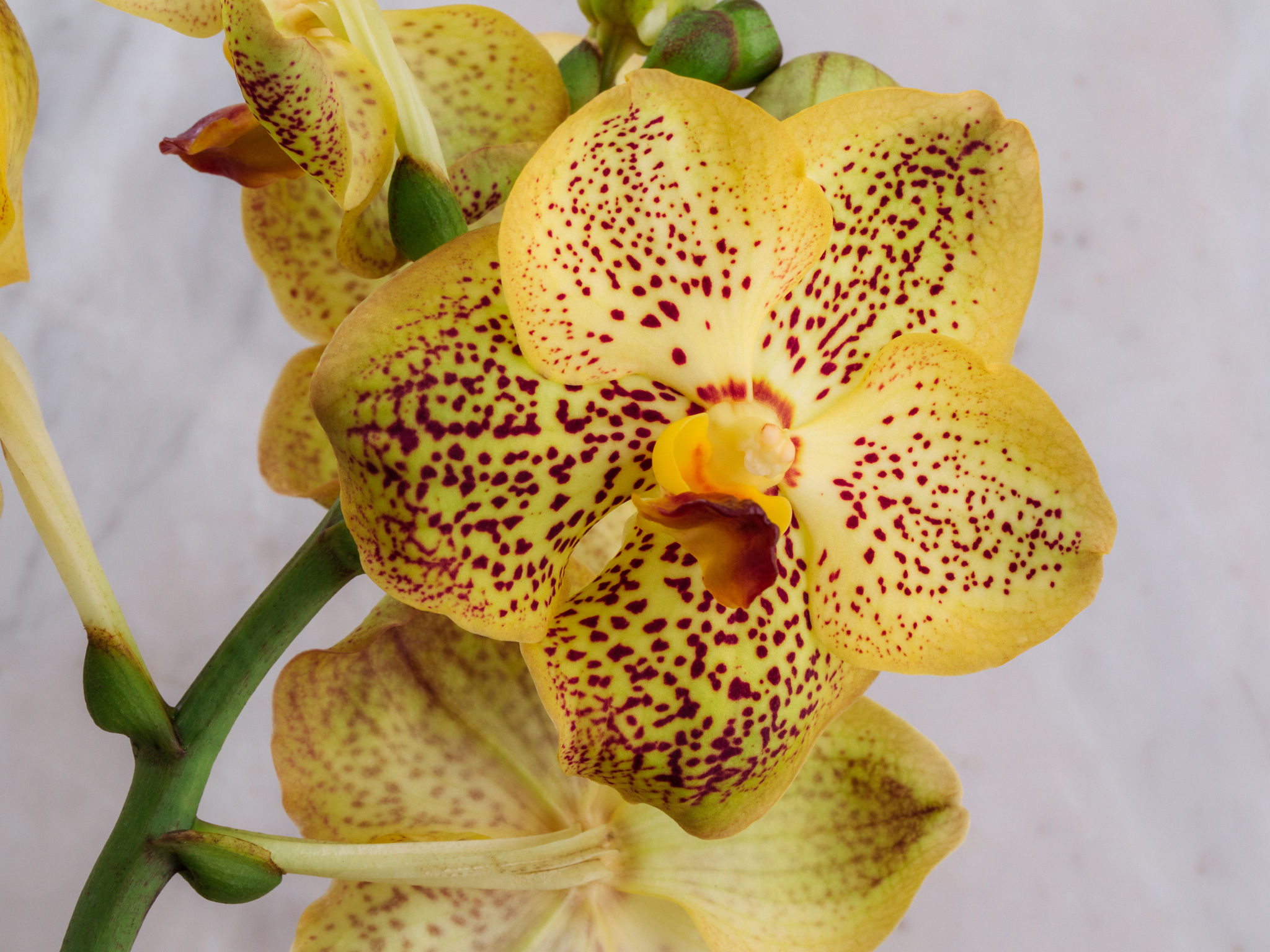 Supremo - Amarelo Orquídea Vanda Amarela em Vaso Para Entrega