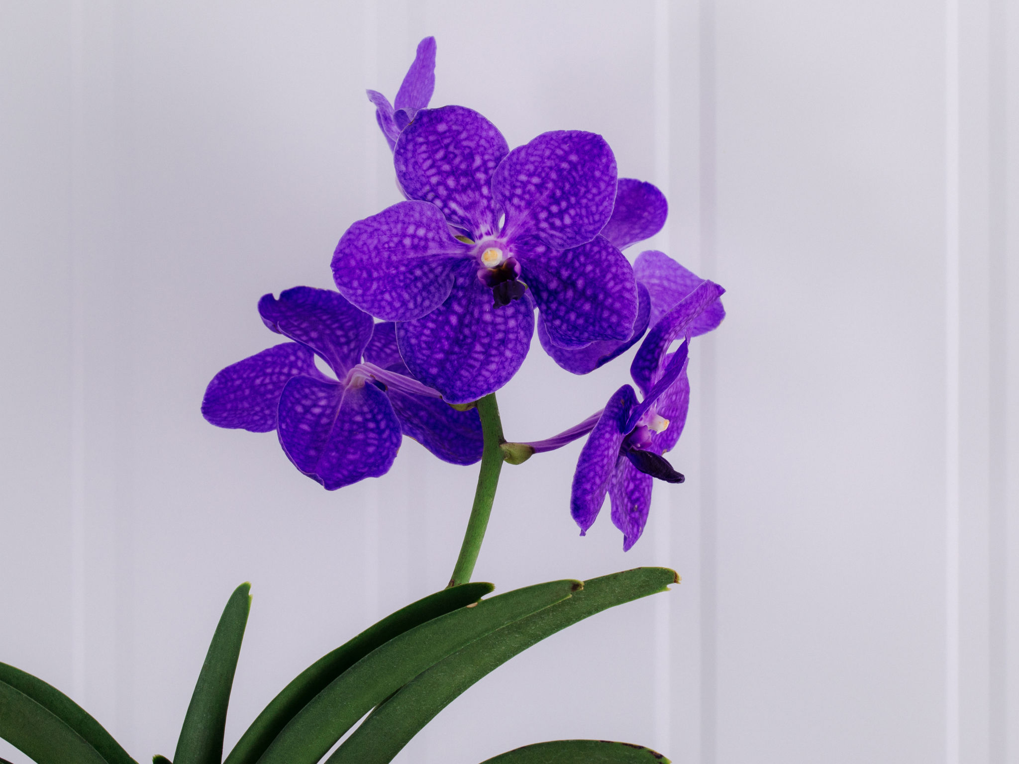 Supremo - Lilás Orquídea Vanda Lilás em Vaso Para Entrega