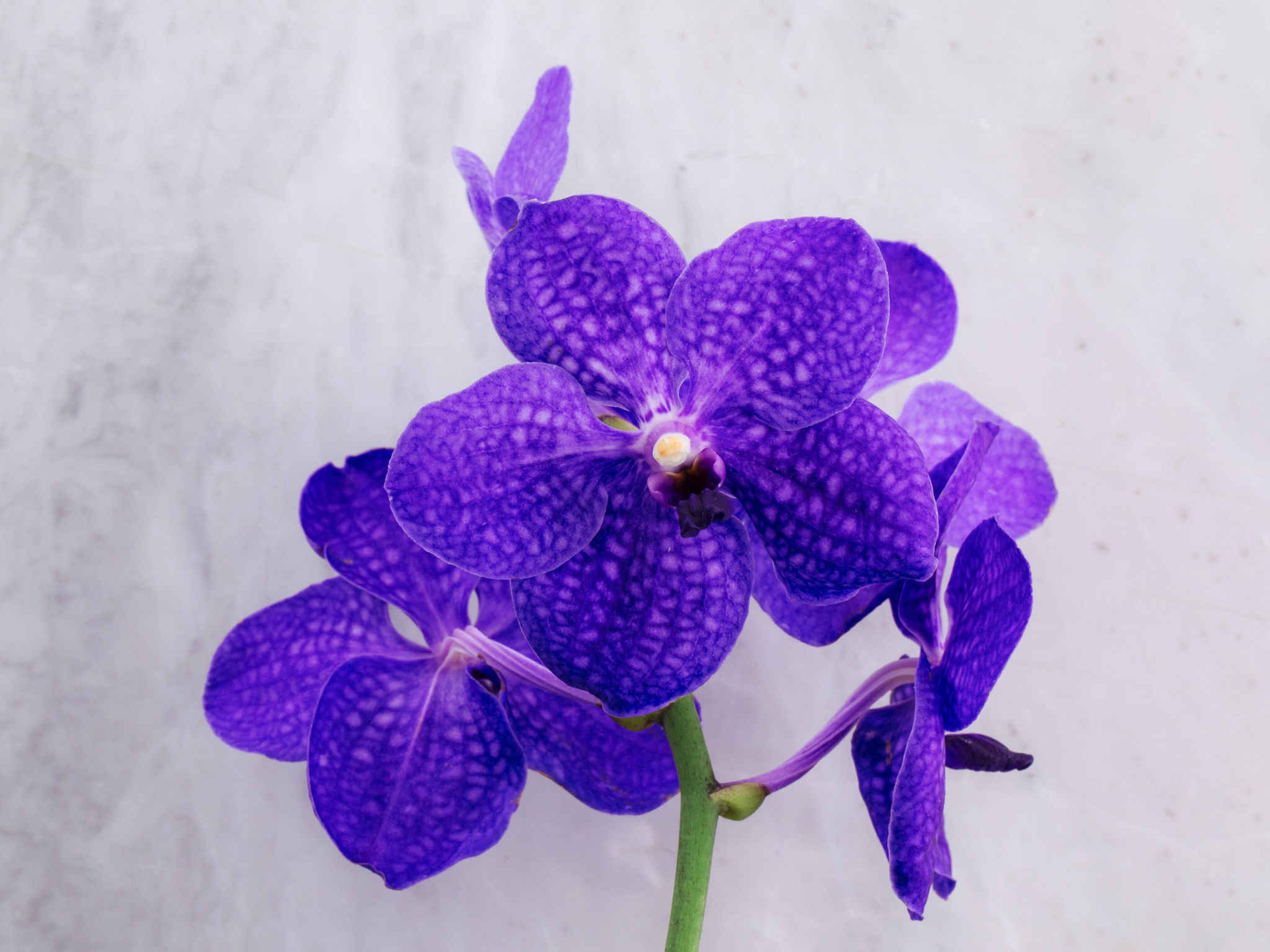 Supremo - Lilás Orquídea Vanda Lilás em Vaso Para Entrega