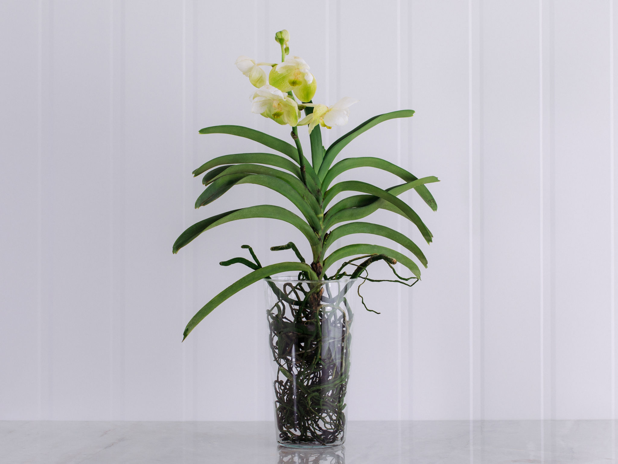 Orquídea Vanda Branca em Vaso Para Entrega