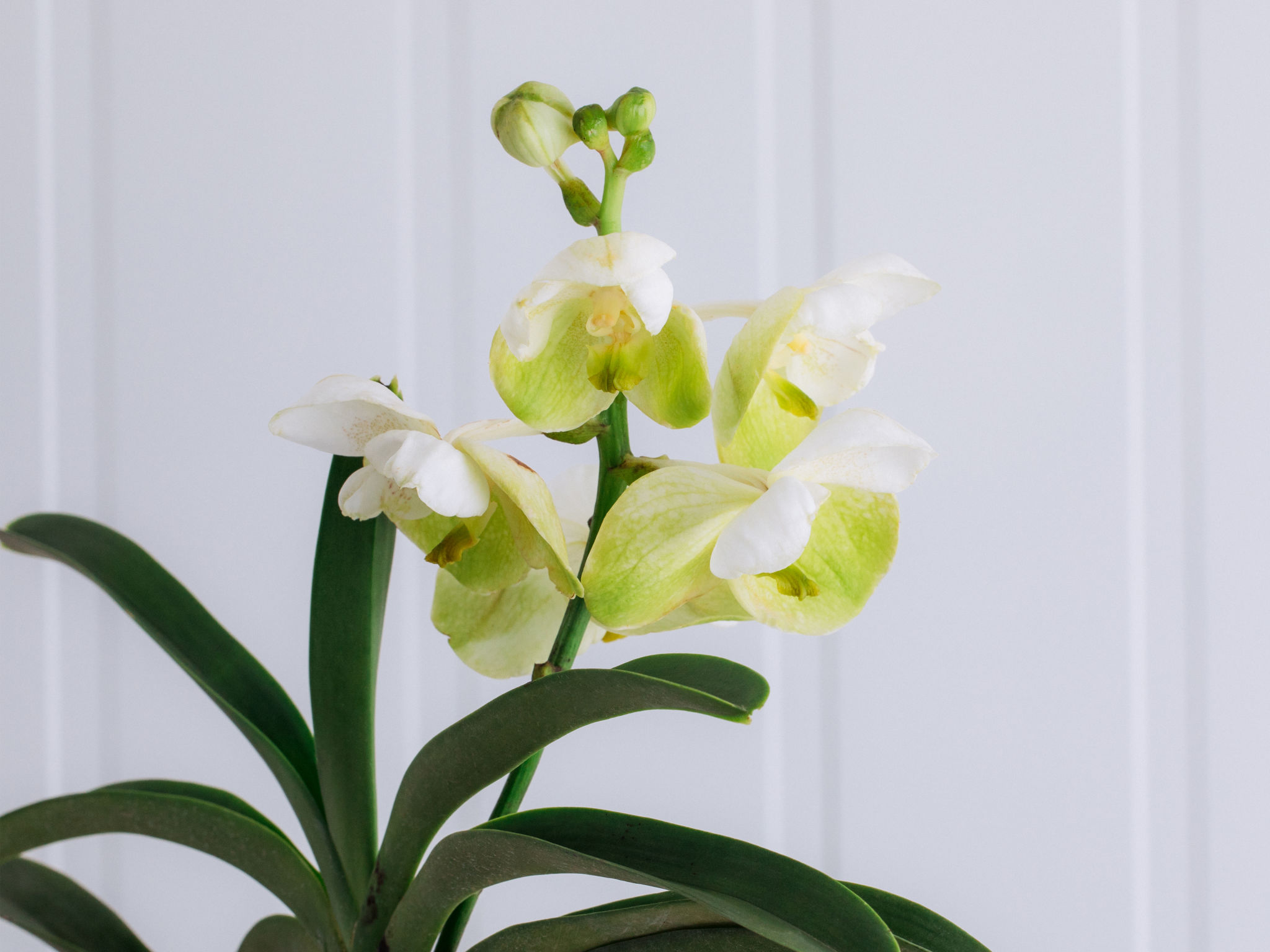Supremo - Branco Orquídea Vanda Branca em Vaso Para Entrega