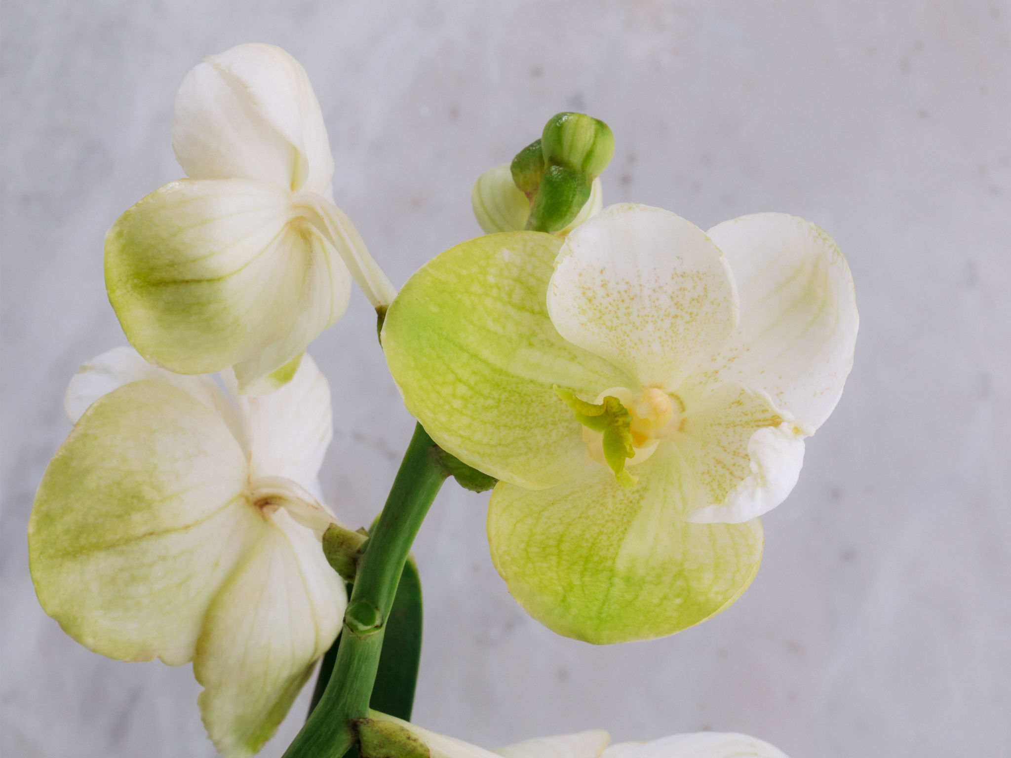 Supremo - Branco Orquídea Vanda Branca em Vaso Para Entrega