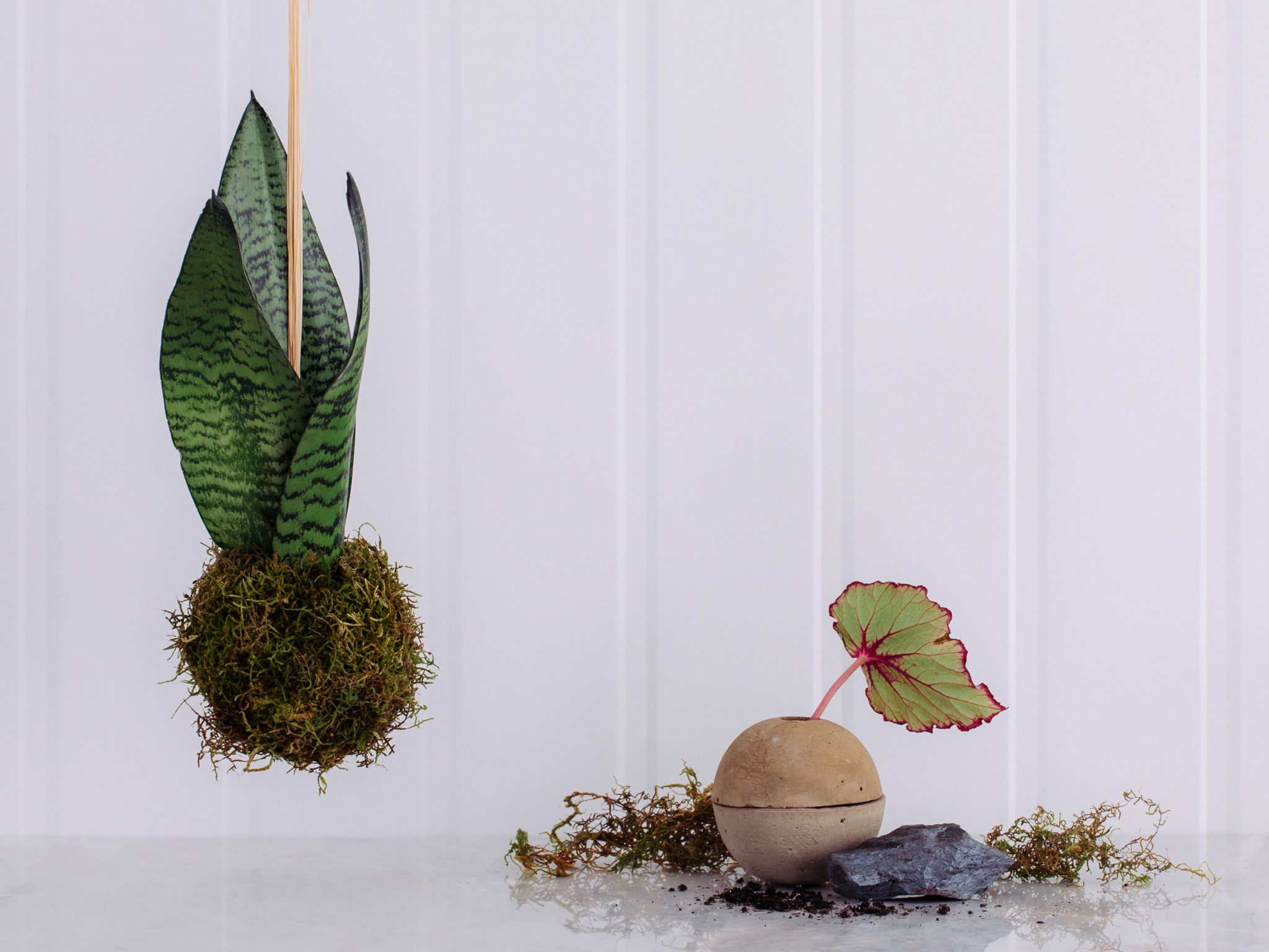 Kokedama - São Jorge Kokedama - Espada de São Jorge