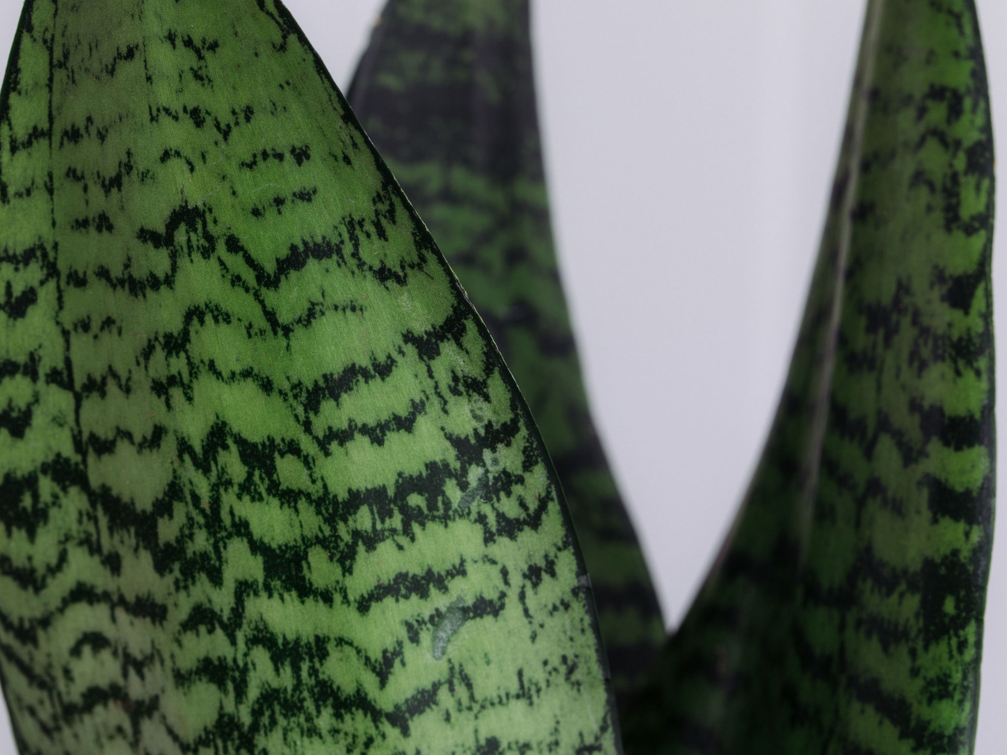 Kokedama - São Jorge Kokedama - Espada de São Jorge