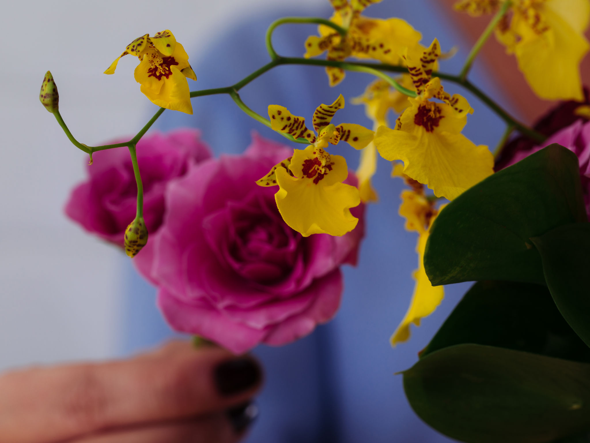 Arranjo de Rosas, Orquídea com Folhagens e Vaso de Haran - Juana Martinez