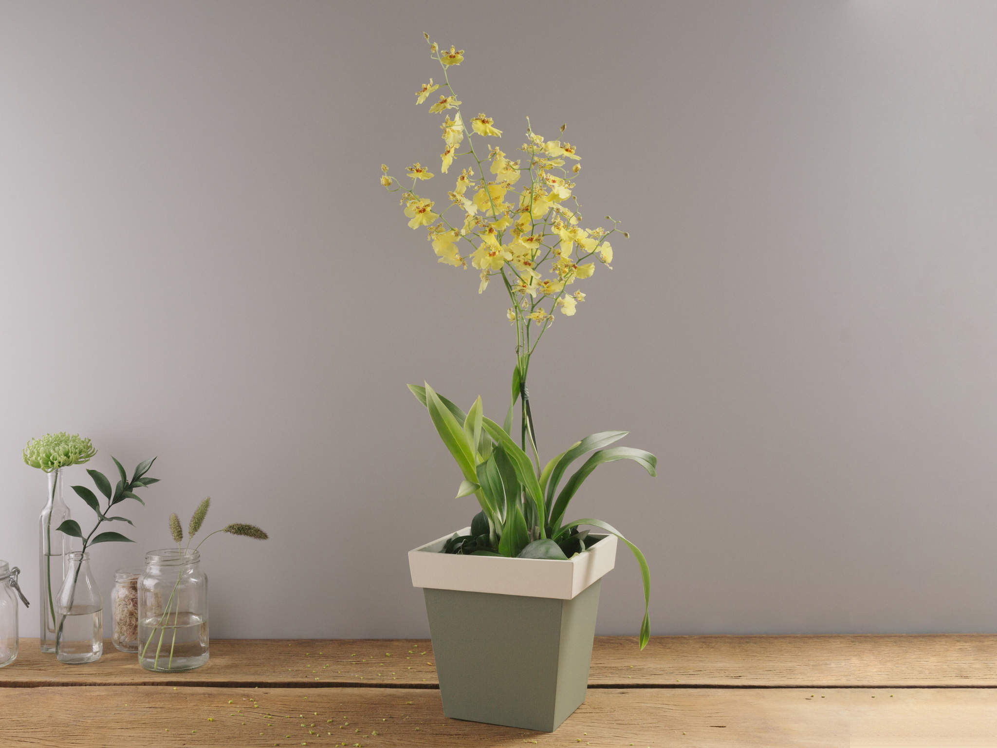 Orquídea Amarela Chuva de Ouro para Entrega | Flores Online