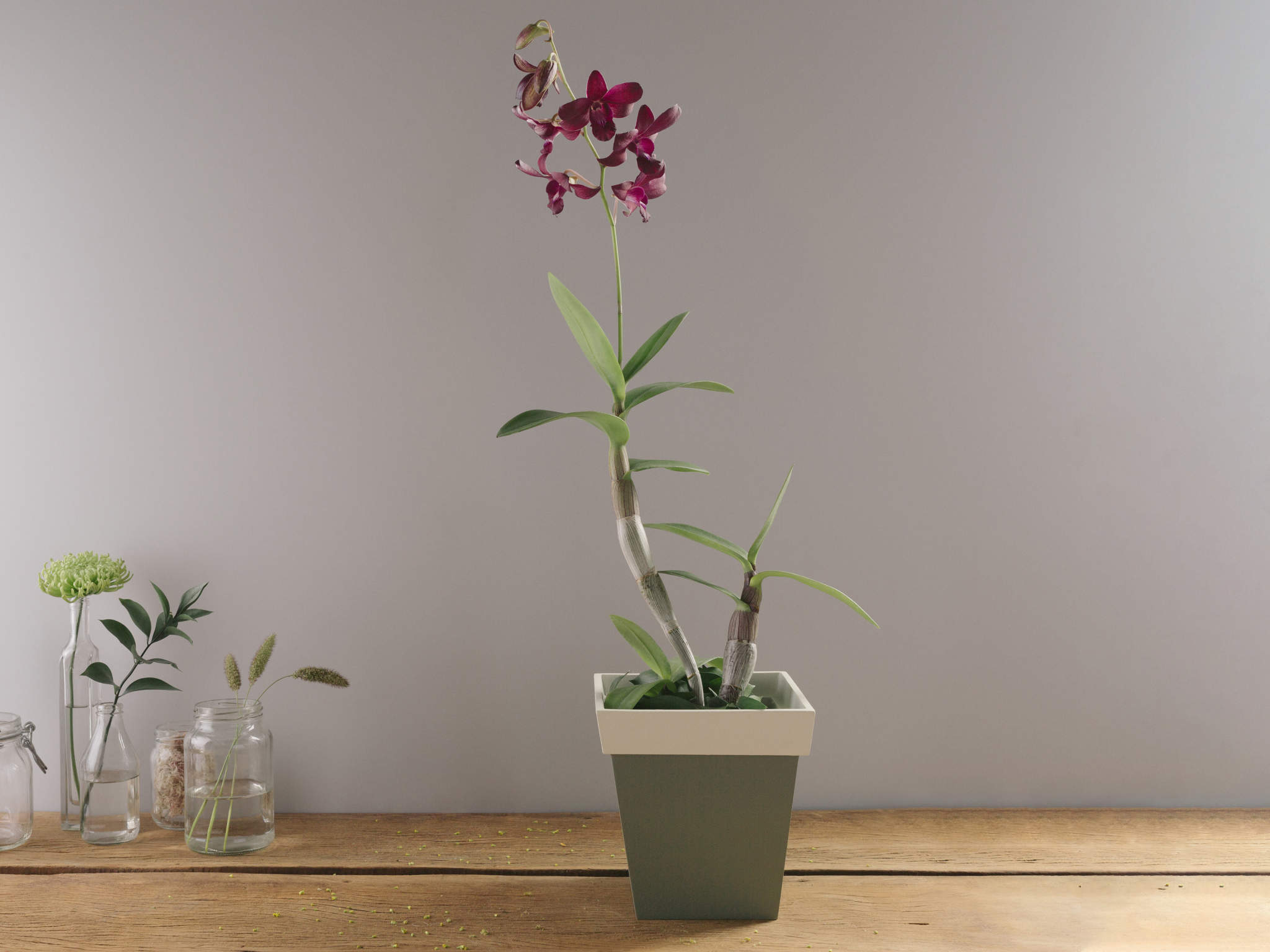 Orquídea Plantada Lilás Denphale | Flores Online