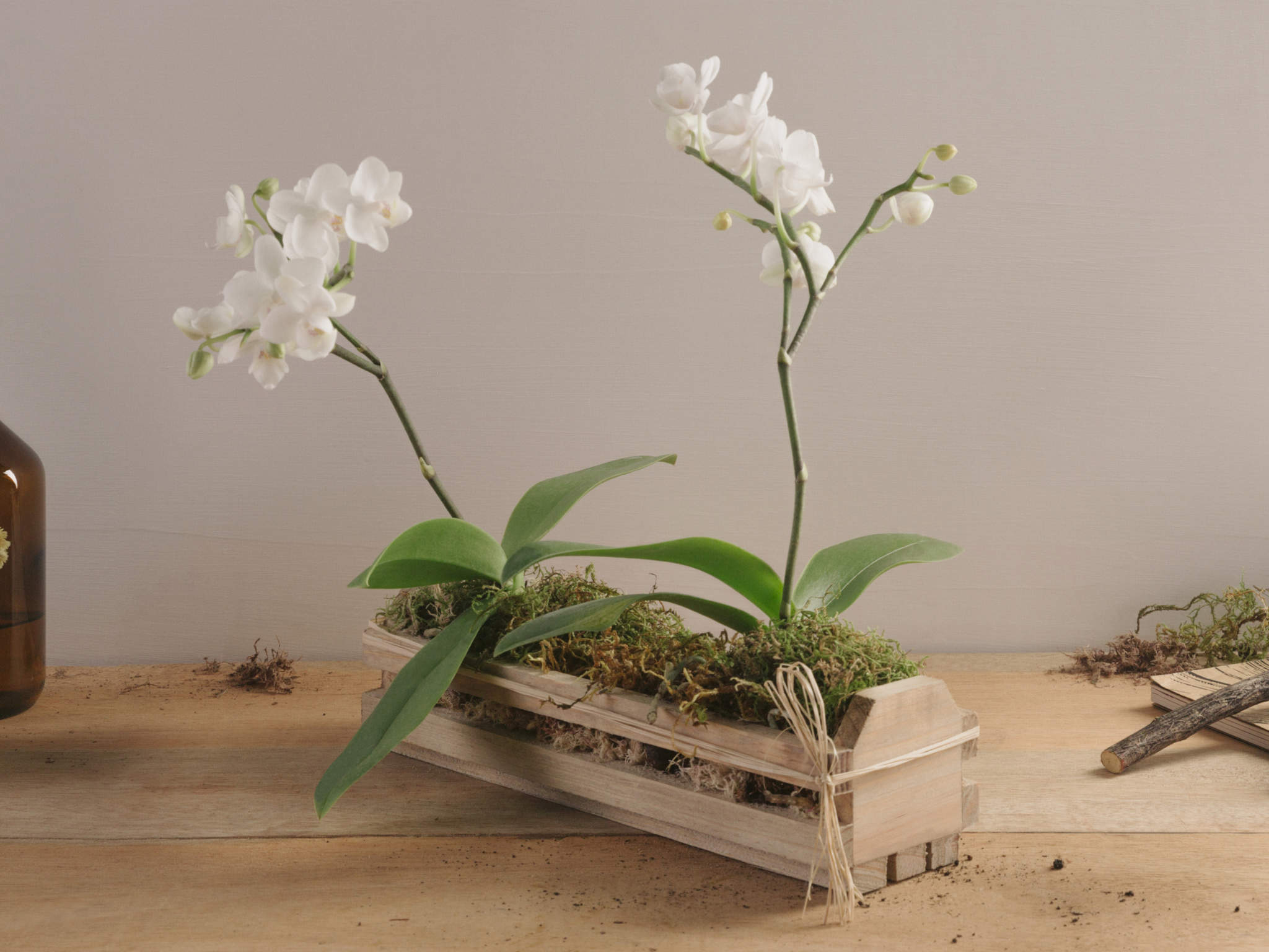 Mini Orquídeas Brancas em Base de Madeira | Flores Online