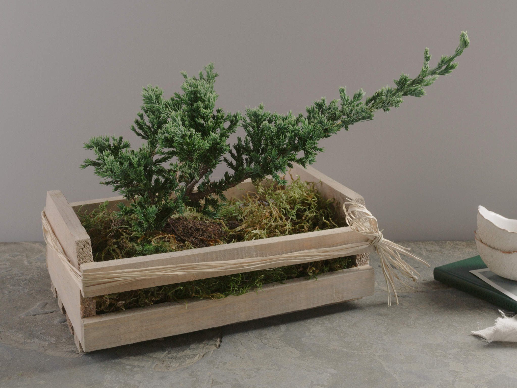 Bonsai de Pinheiro em Caixa de Madeira Rústica