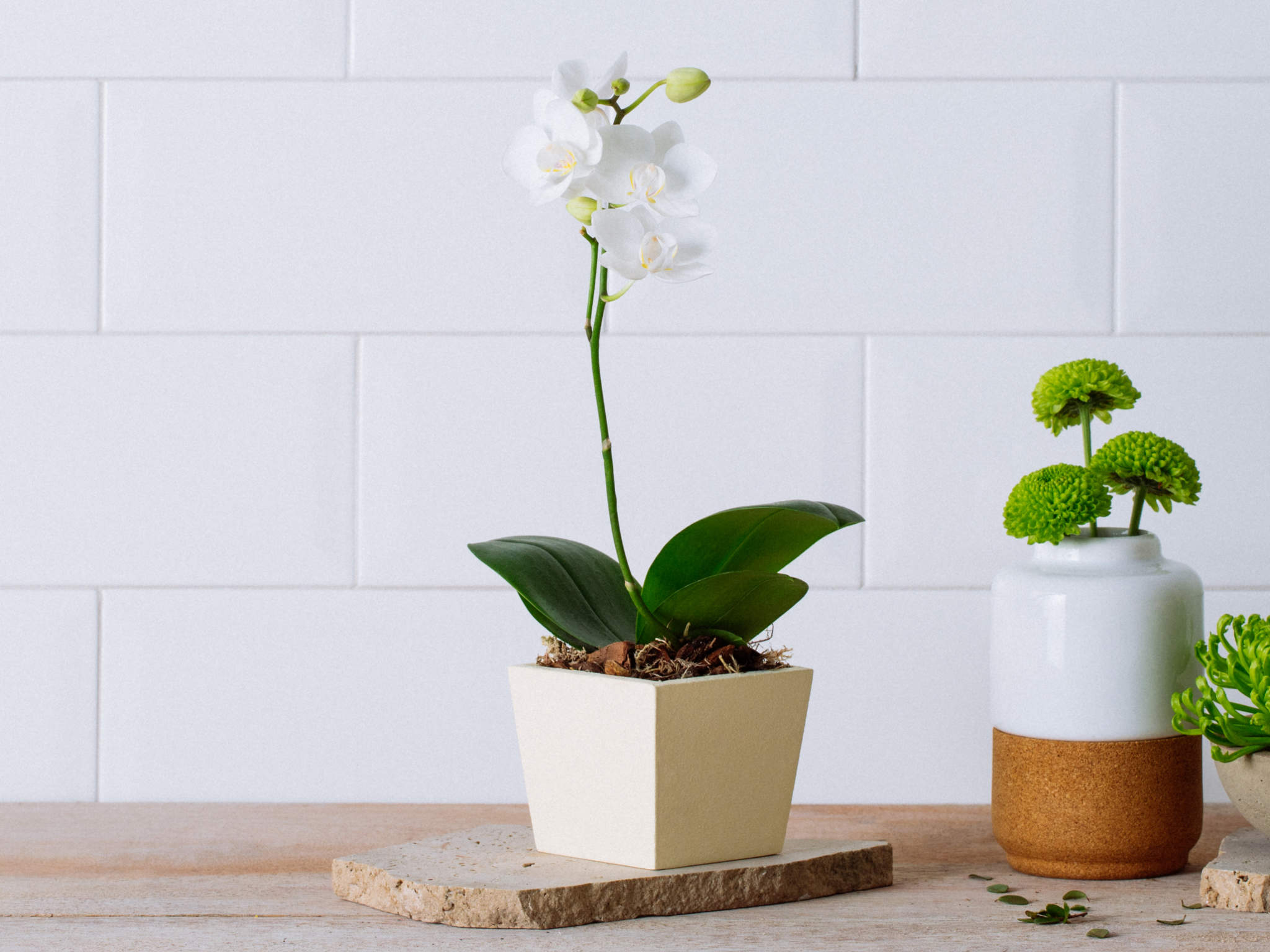 Mini Orquídea Branca em Bowl de Cerâmica | Flores Online