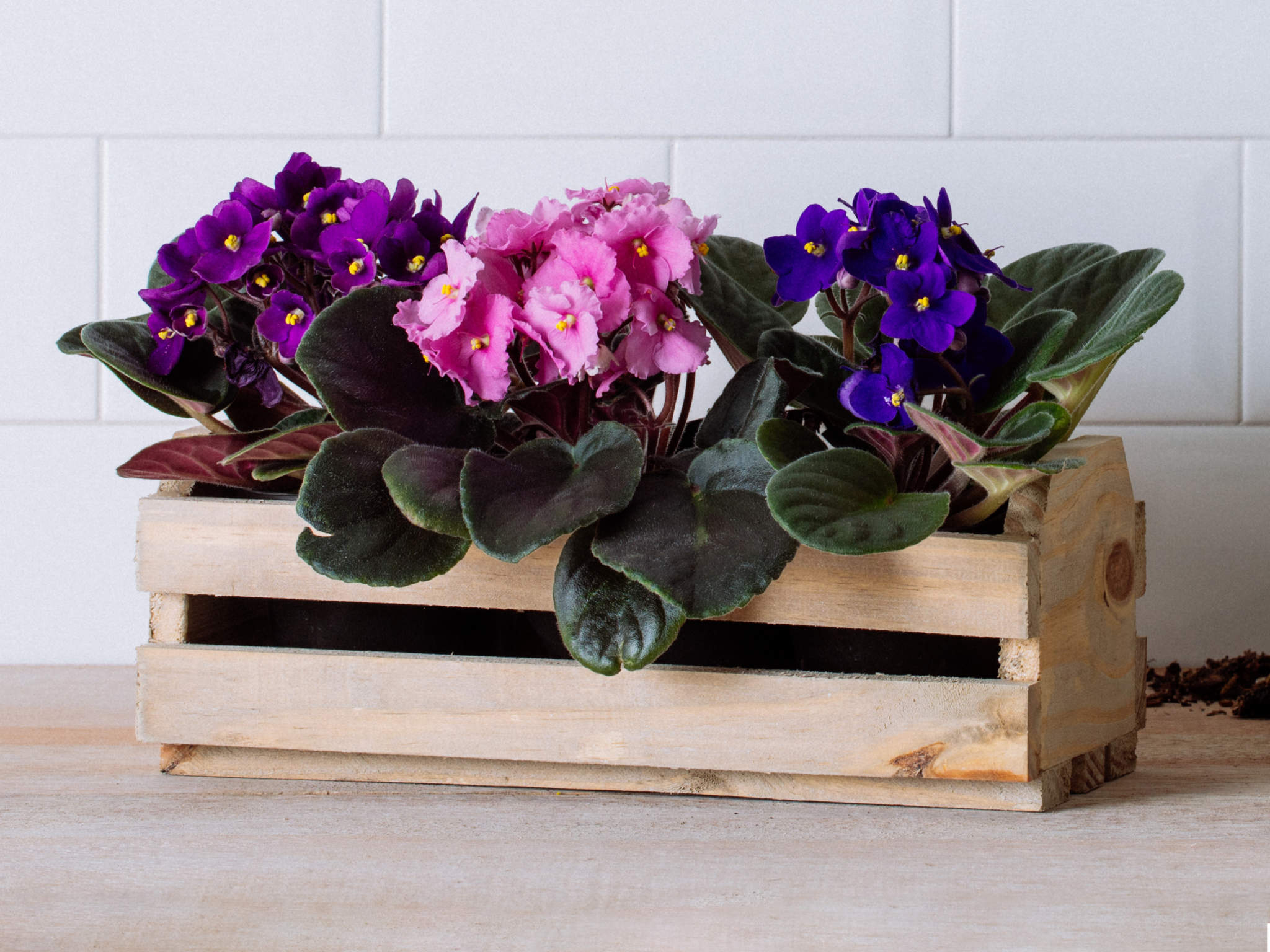 Violetas Plantadas em Base de Madeira Rústica