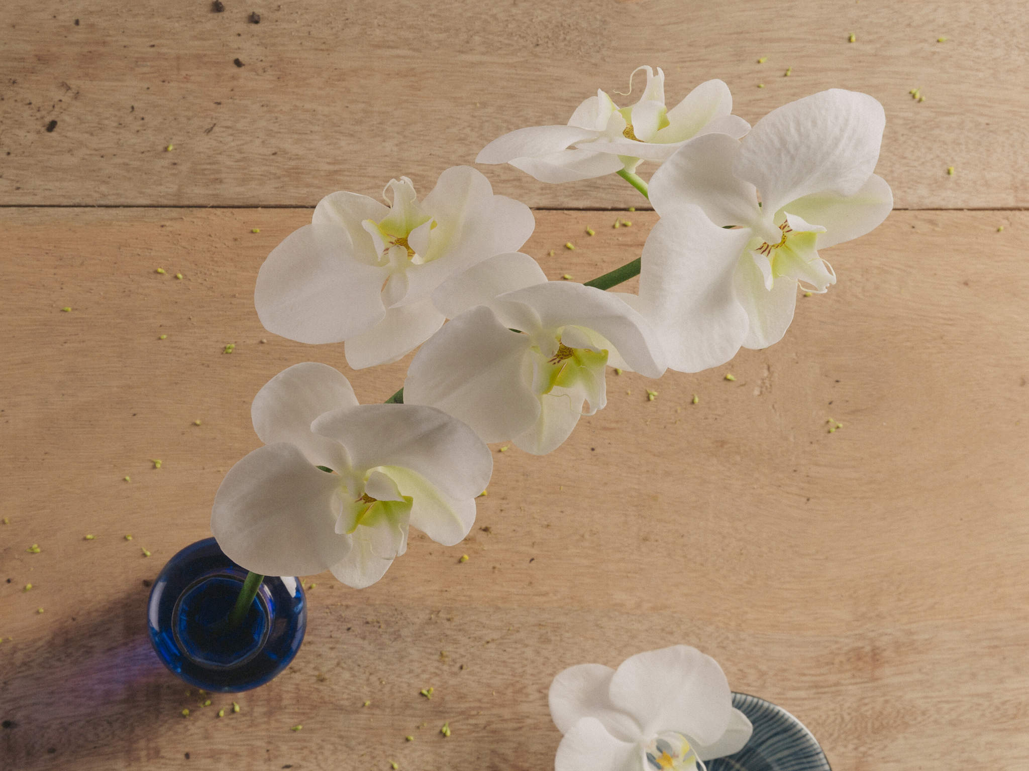 Arranjo Diamante Azul Orquídea Branca em Vaso de Vidro Azul