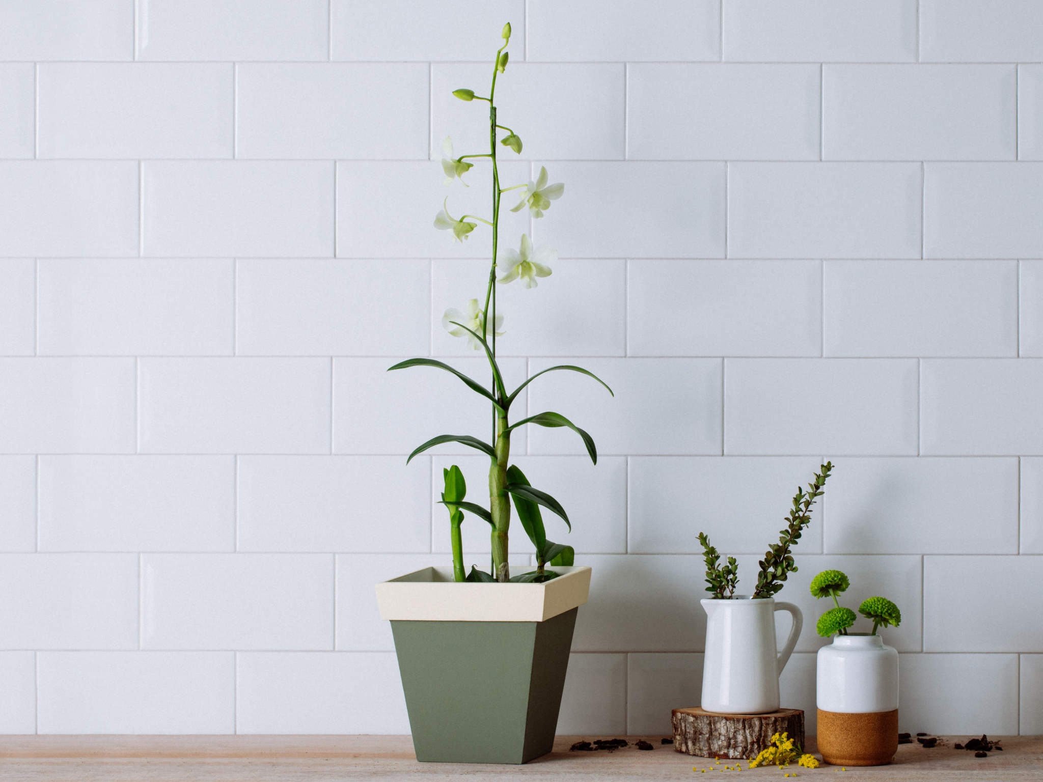 Orquídea Denphal Branca em Vaso de Madeira Para Entrega