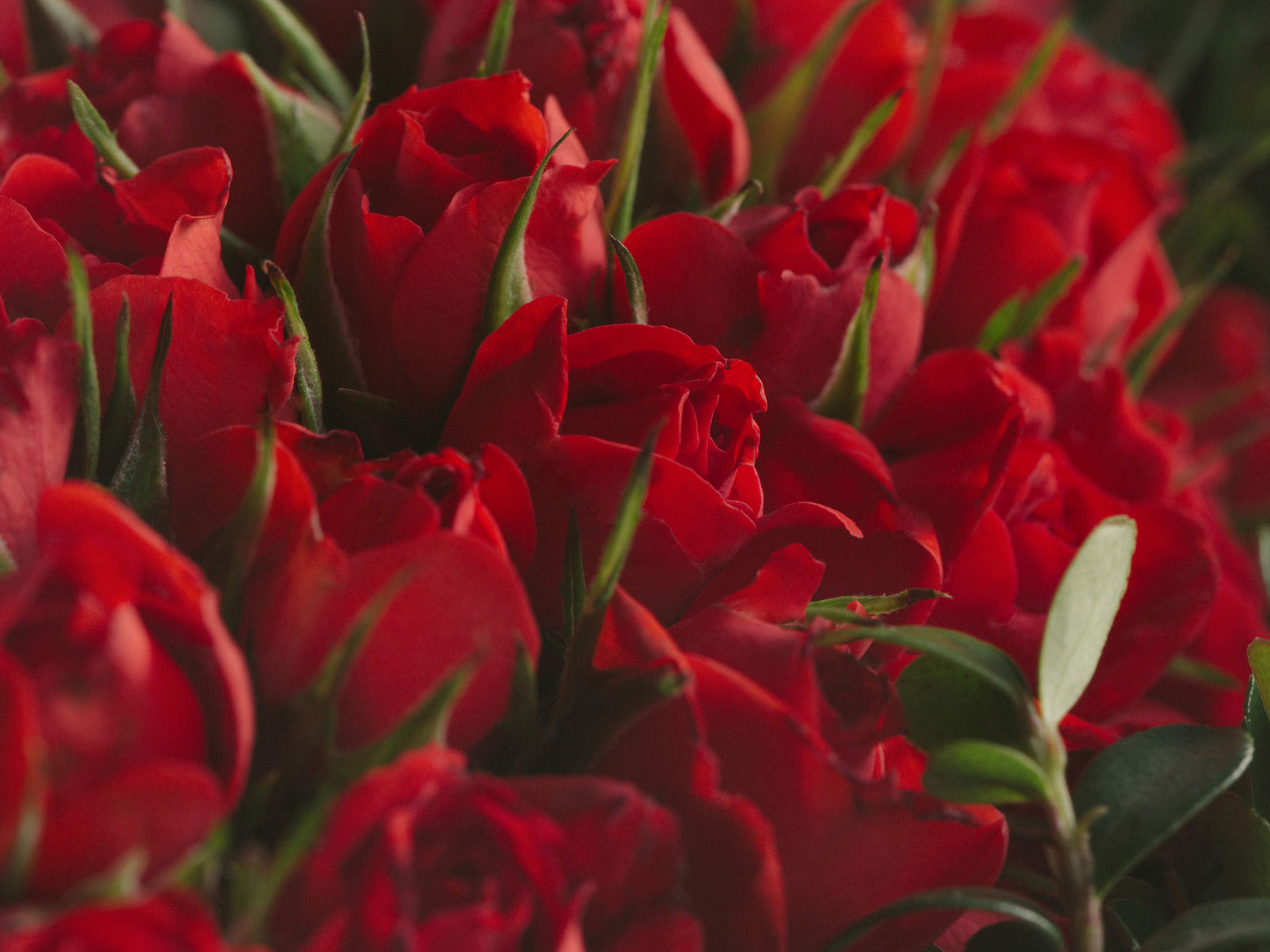 Em Nosso Jardim Arranjo de Rosas Vermelhas em Formato de Coração Para Entrega