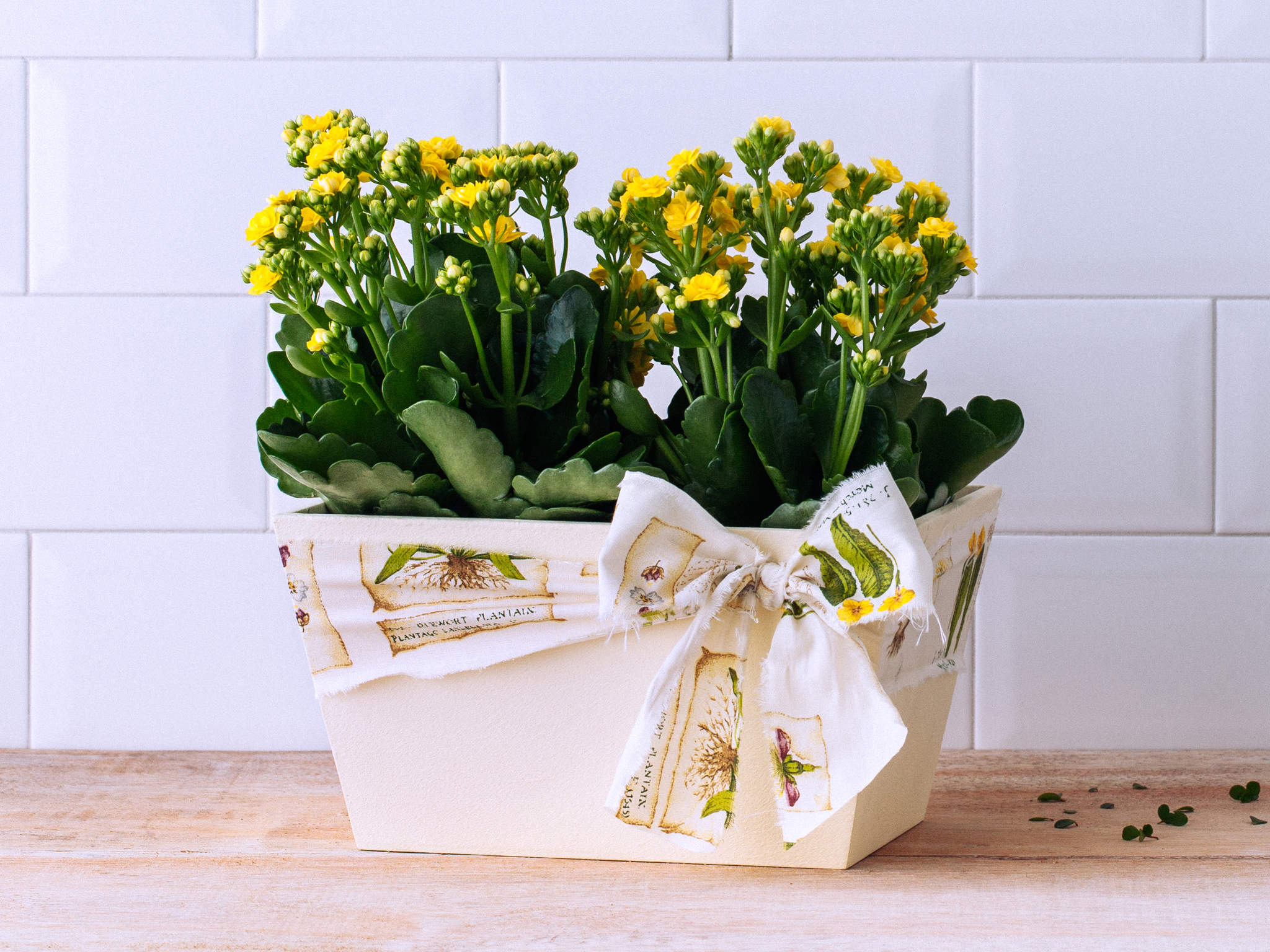 Kalanchoes Amarelas em Cachepô Para Entrega