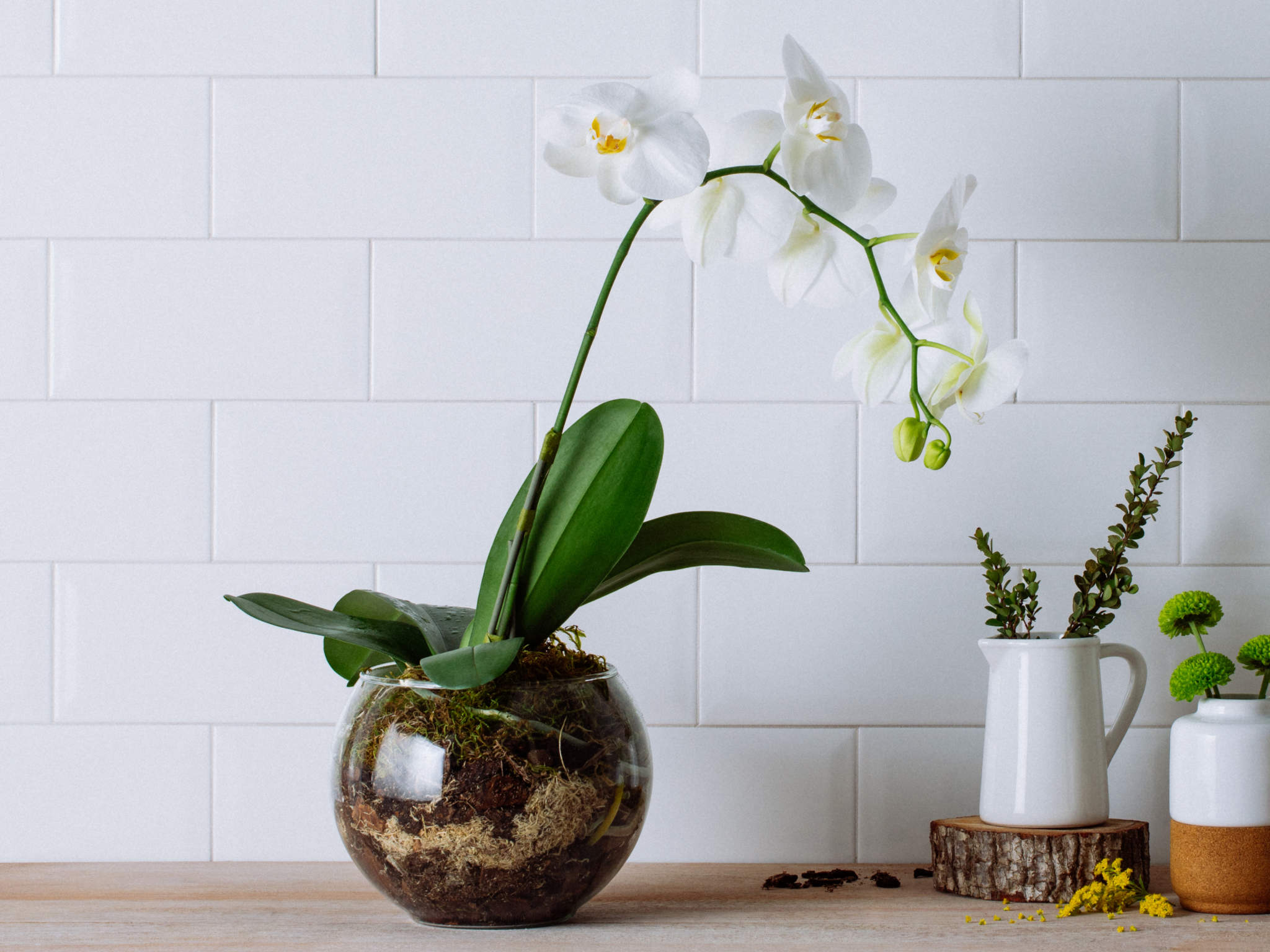 Arranjo de Orquídea Branca em Bowl de Vidro