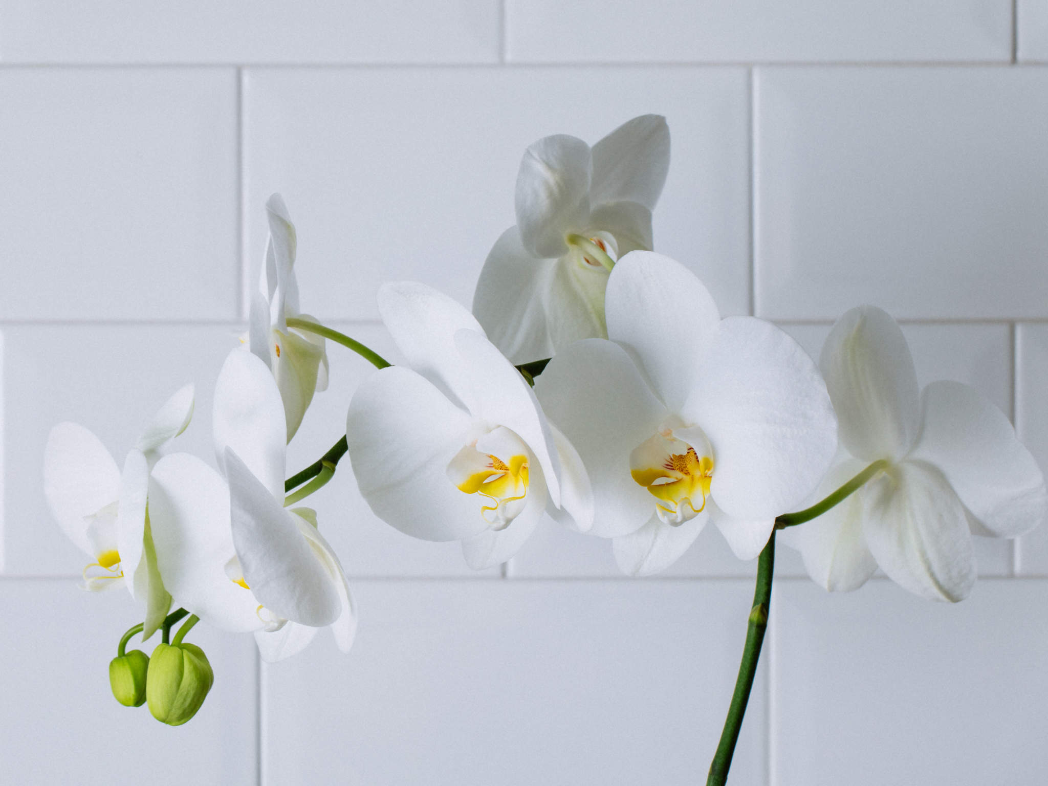 Bela Linz - Branco Arranjo de Orquídea Branca em Bowl de Vidro