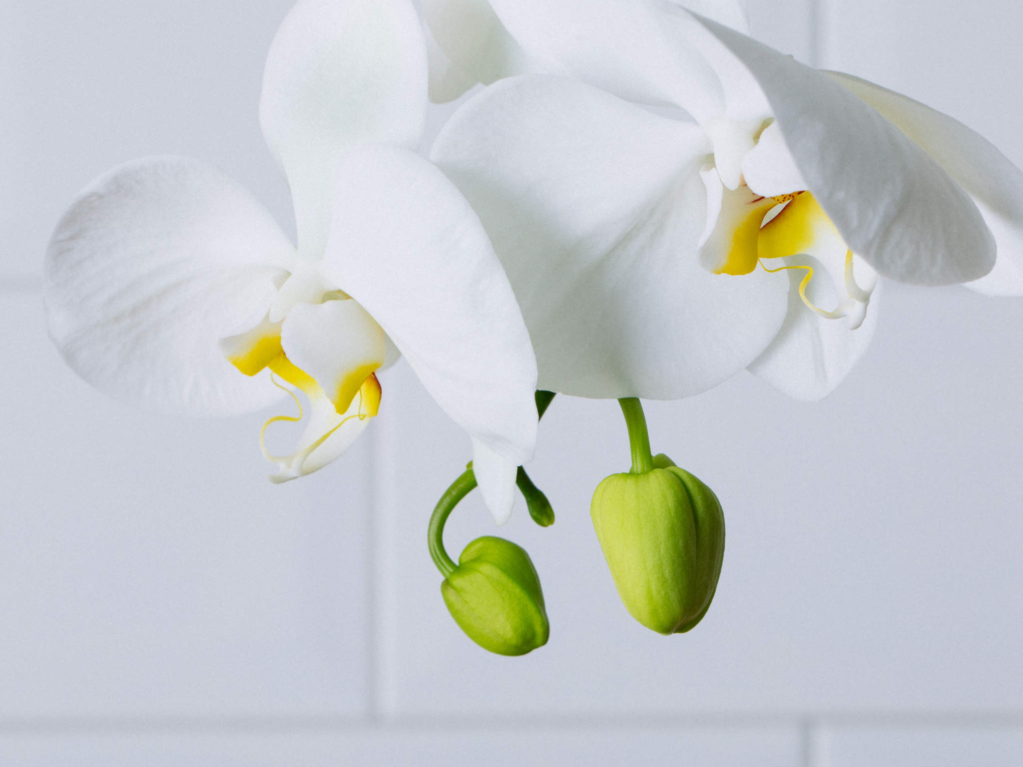 Bela Linz - Branco Arranjo de Orquídea Branca em Bowl de Vidro