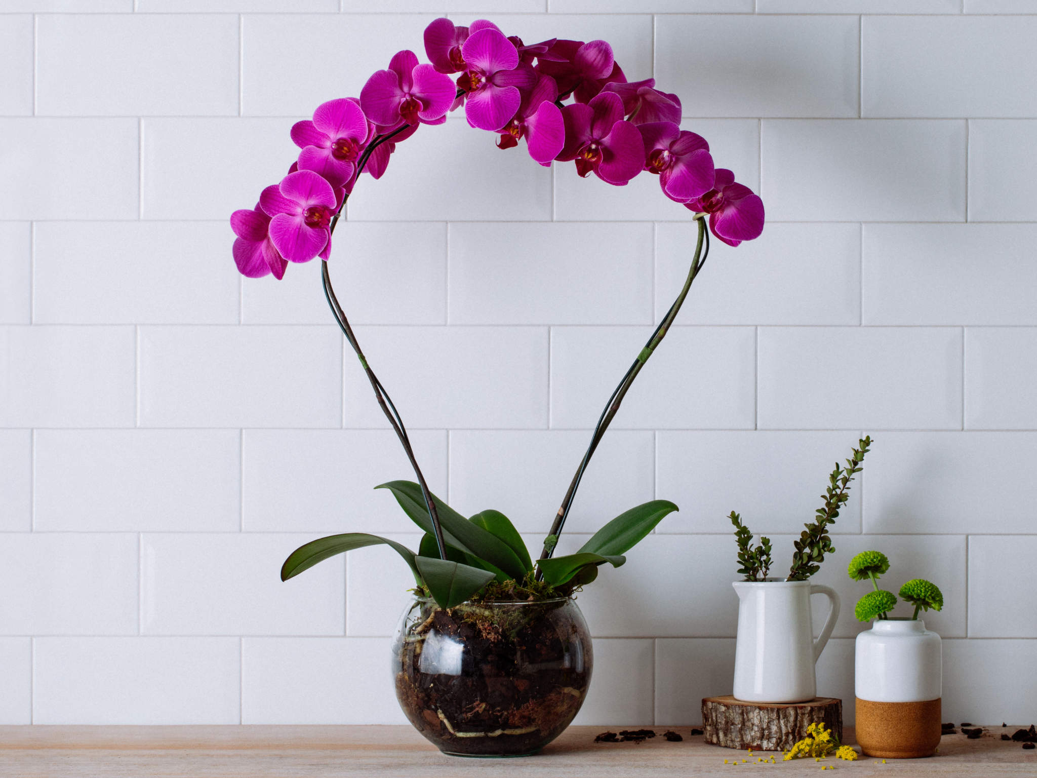 Arranjo de Orquídeas Pink em Vaso | Flores Online