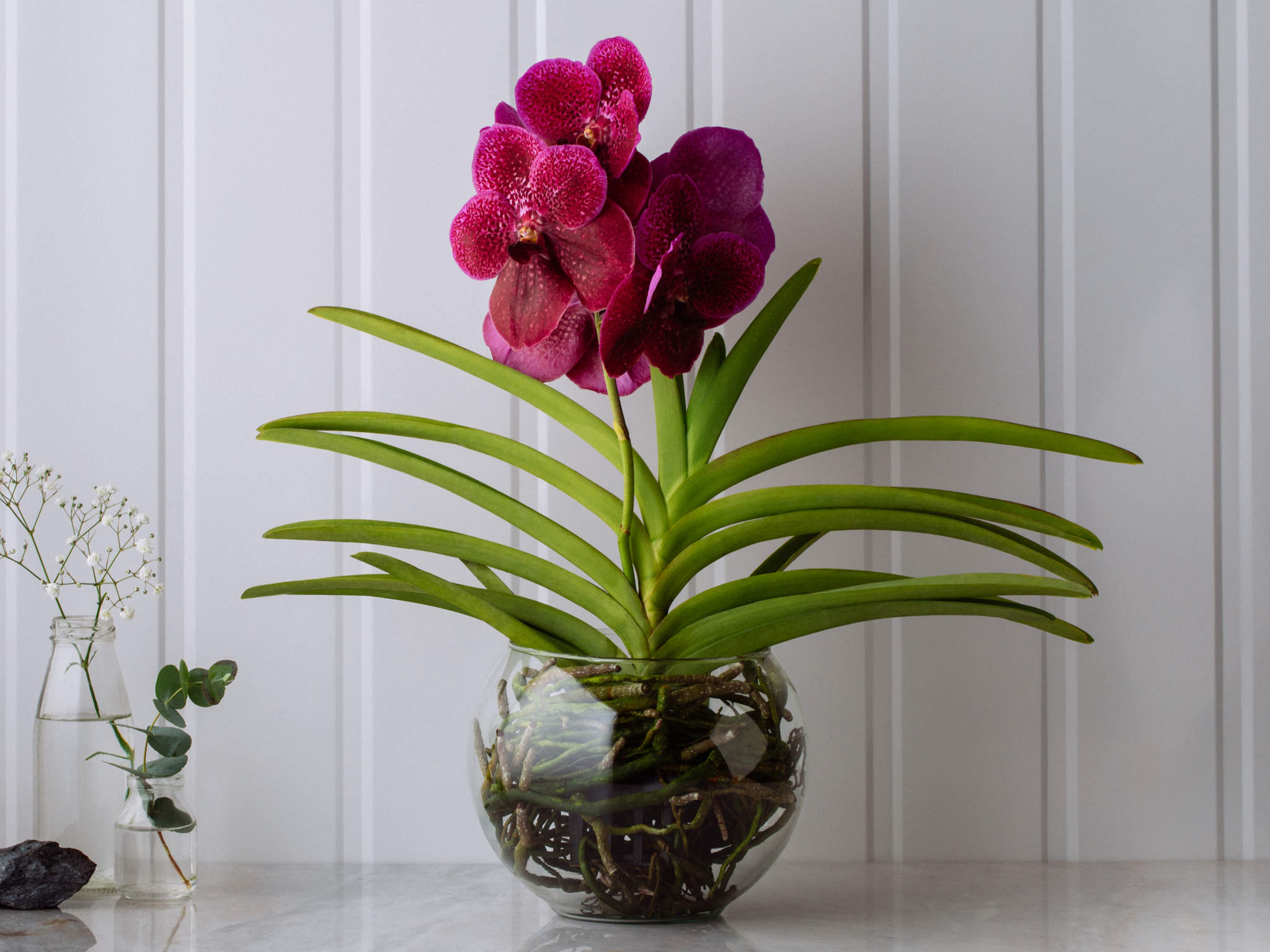 Orquídea Vanda Pink em Bowl de Vidro | Flores Online