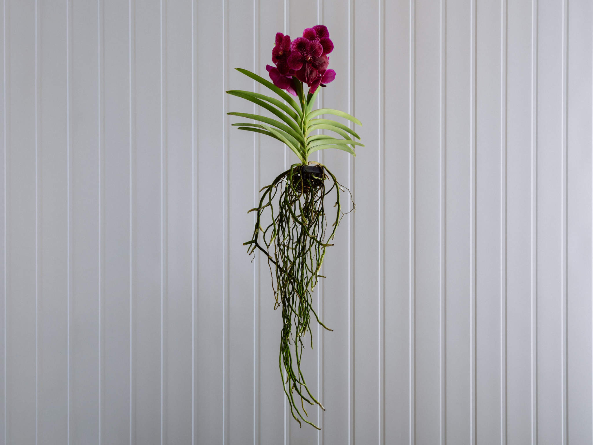 Orquídea Vanda - Pink Orquídea Vanda Pink em Bowl de Vidro Para Entrega