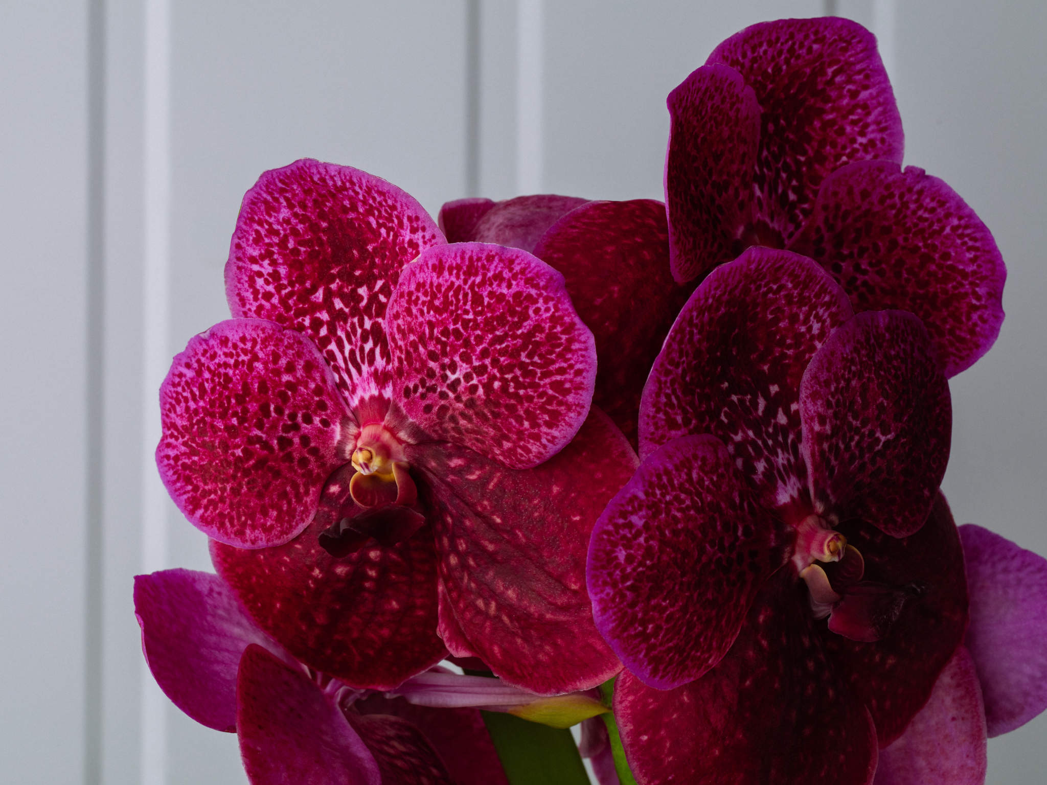 Orquídea Vanda - Pink Orquídea Vanda Pink em Bowl de Vidro Para Entrega