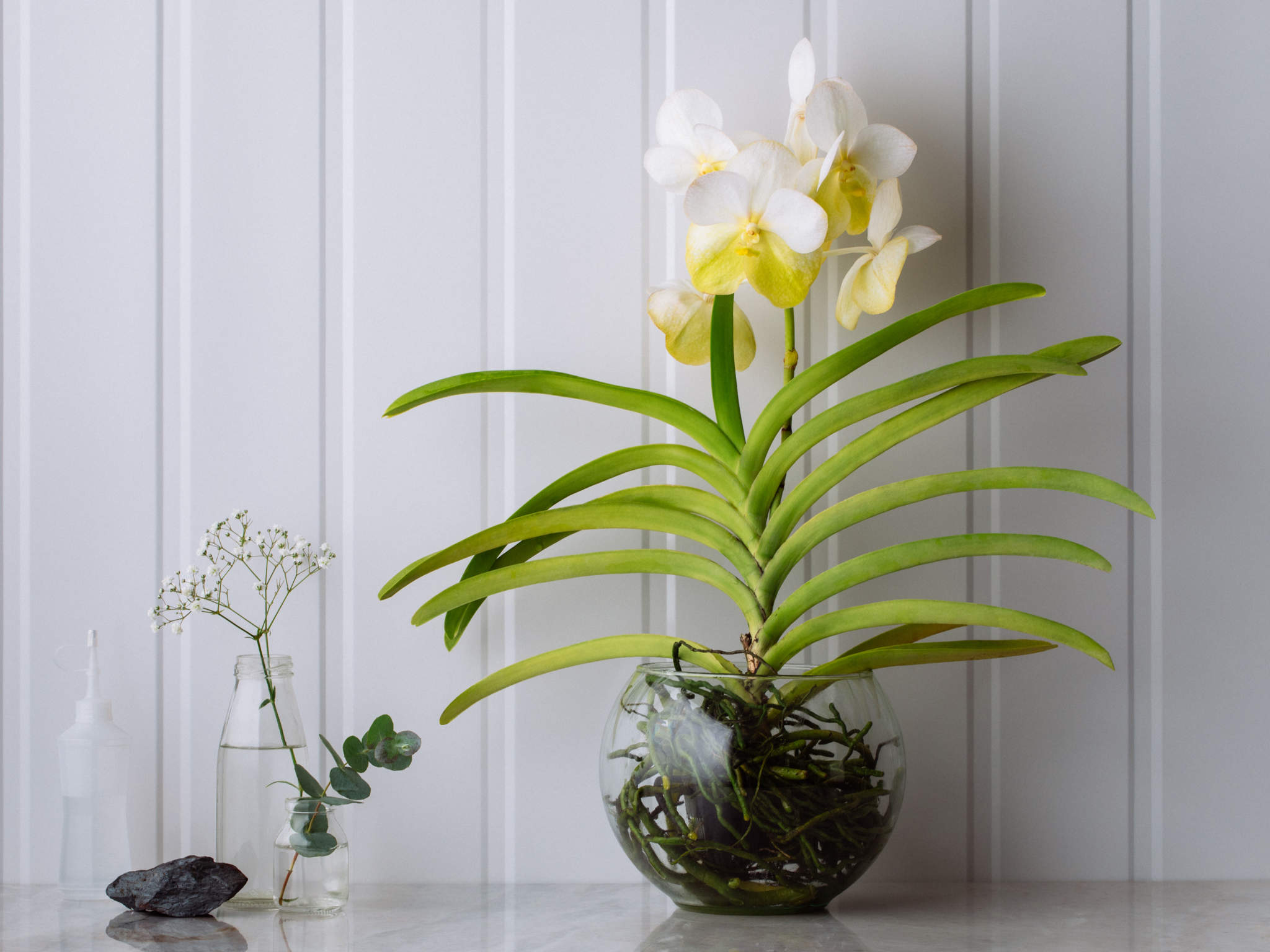 Orquídea Vanda Branca em Bowl de Vidro Para Entrega