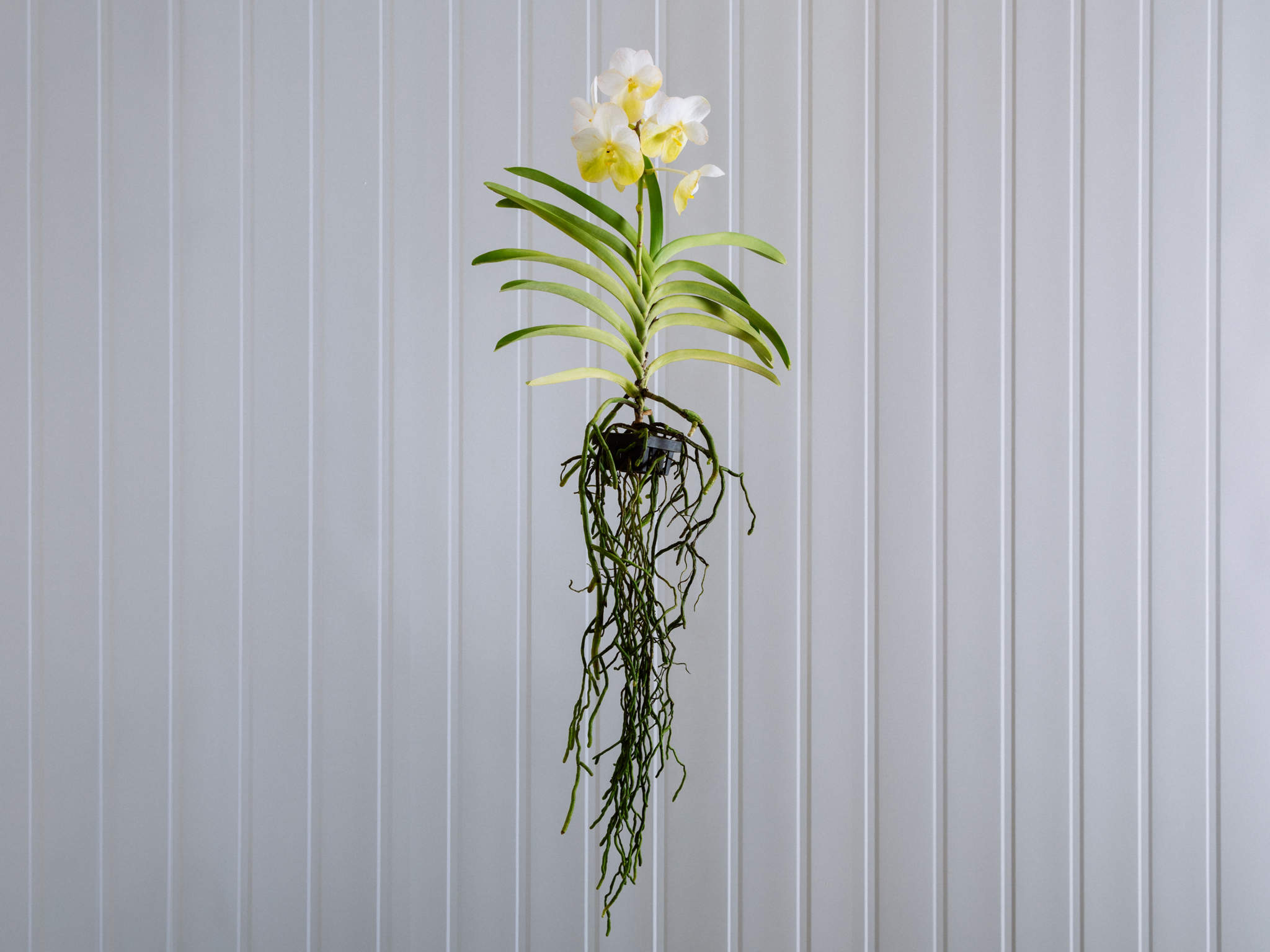 Orquídea Vanda - Branco Orquídea Vanda Branca em Bowl de Vidro Para Entrega