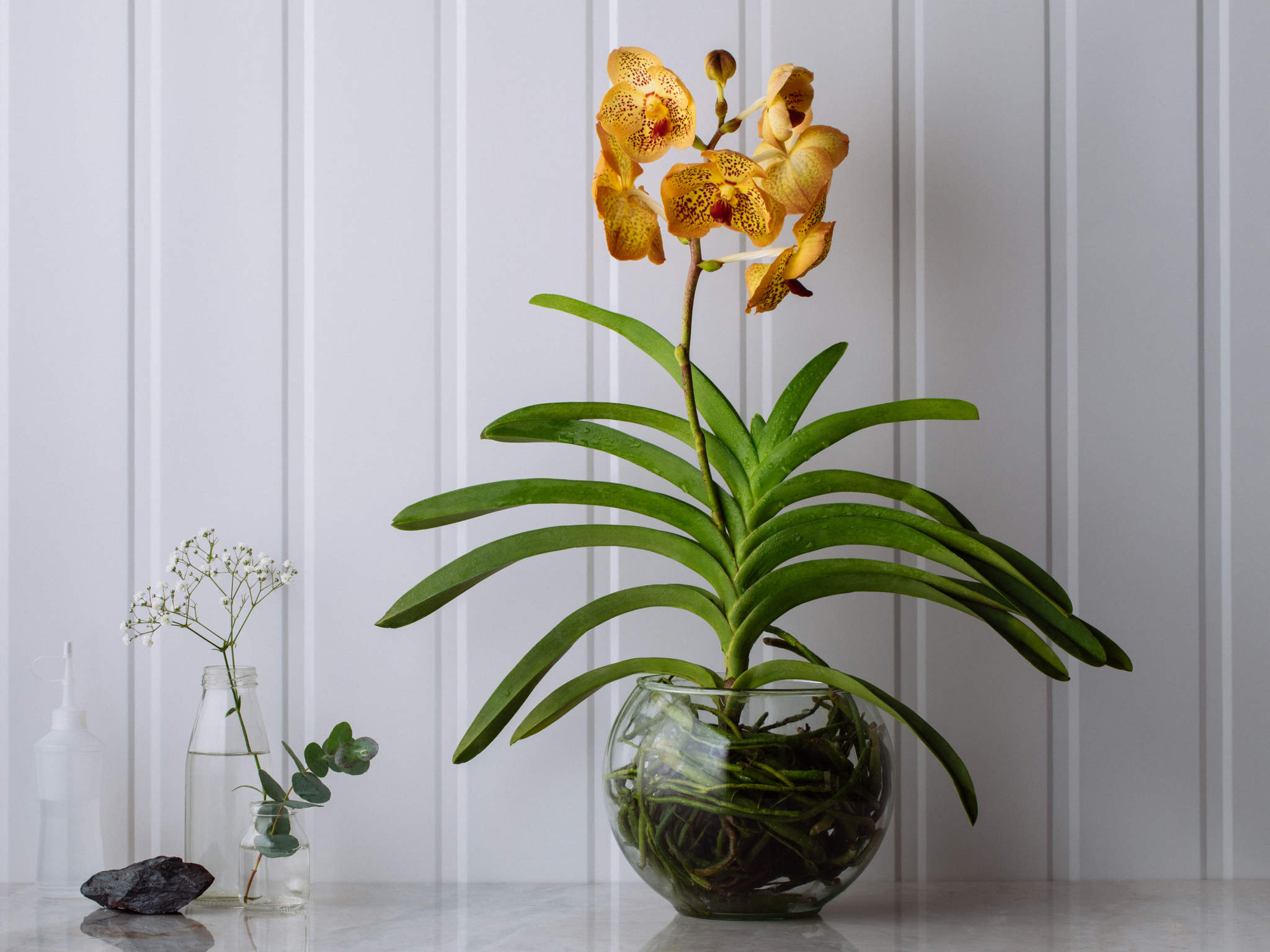 Orquídea Vanda Amarela em Bowl de Vidro Para Entrega